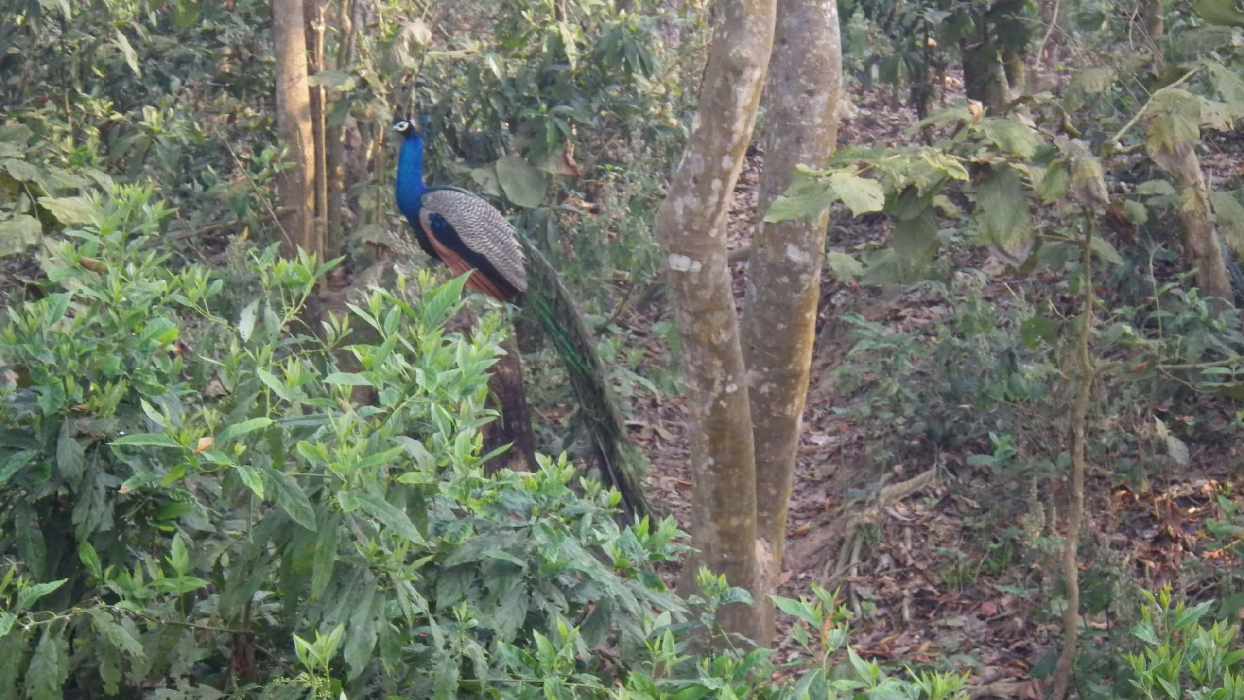 A wild peacock spotted on safari in Chitwan National Park in Nepal.