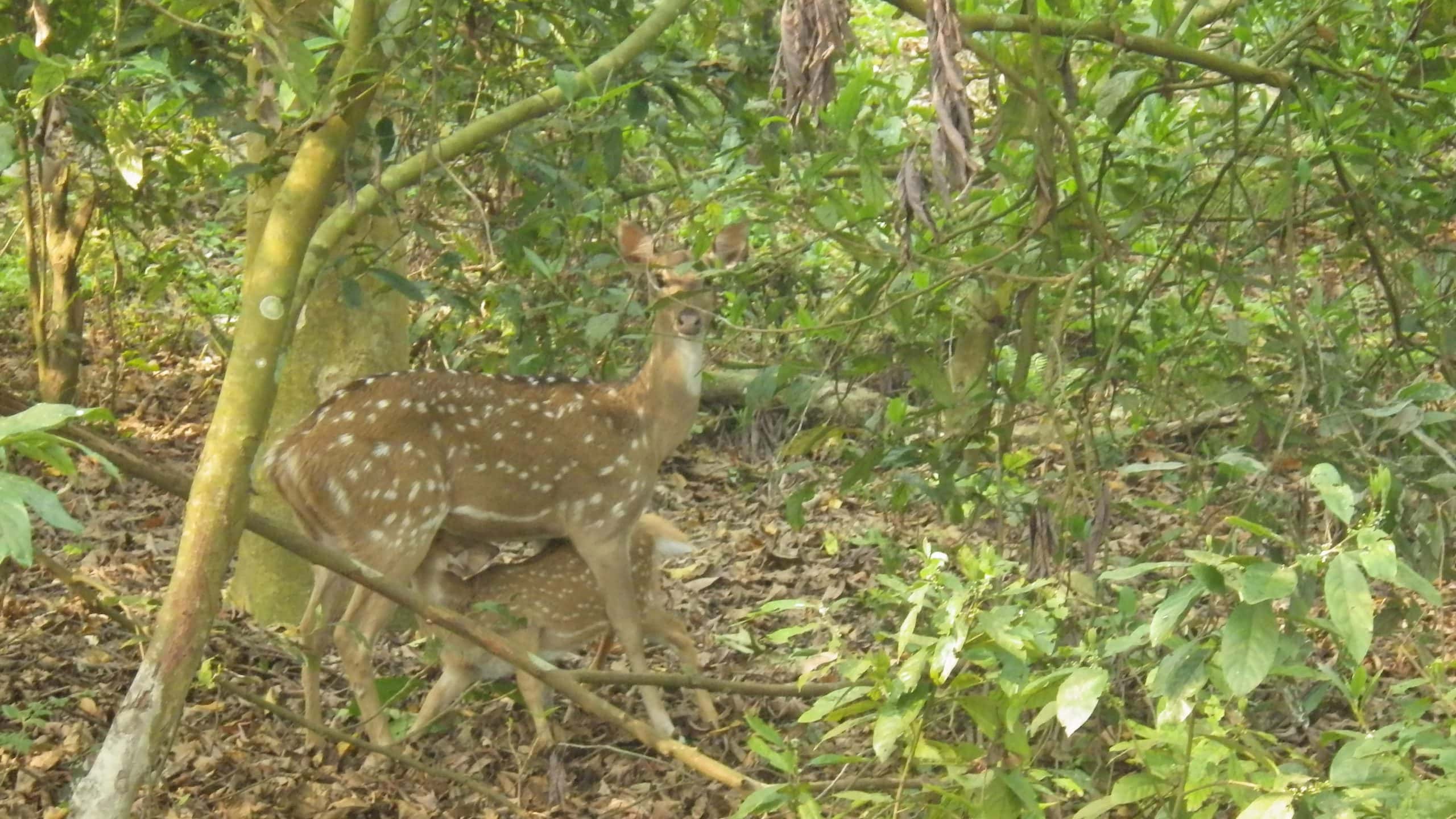 Baby marsh deer suckling from mother in the jungles of Bardia, Nepal.