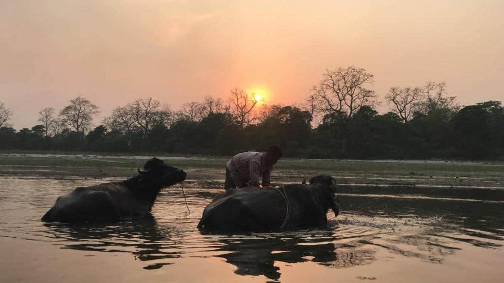 Animals and keeper bath in the river at Bardia National Park in Nepal.