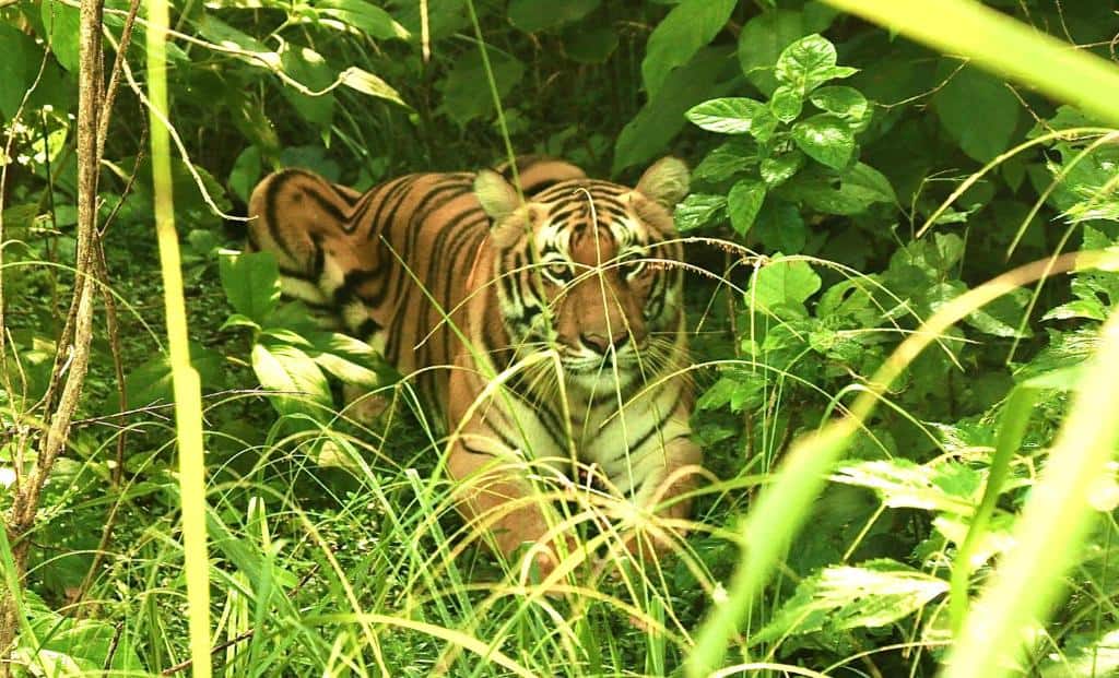 A Bengal tiger spotted on safari sitting in the jungle at Bardia National Park in Nepal.