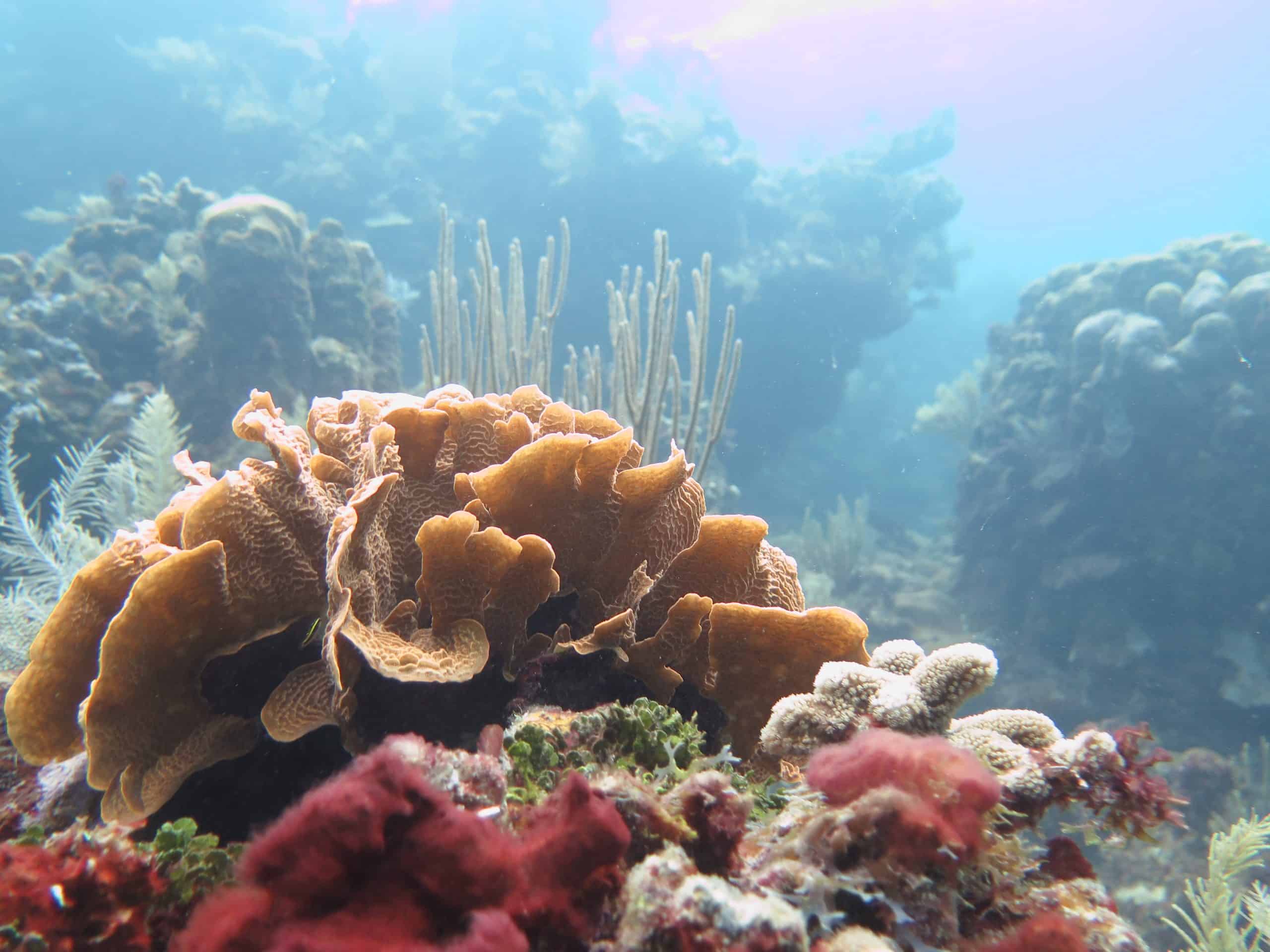 Colorful coral on a dive in Roatan, Honduras.