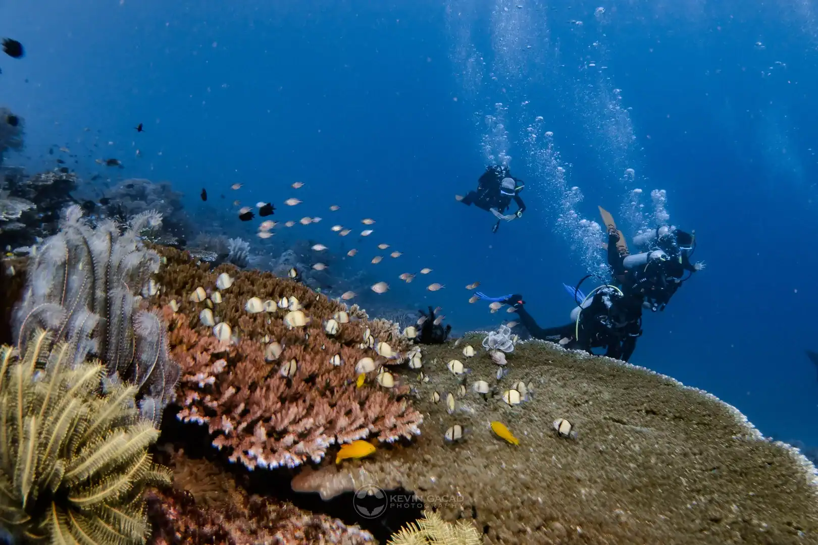 Scuba divers follow their dive professional guide past coral and fish in Puerto Galera, Philippines.
