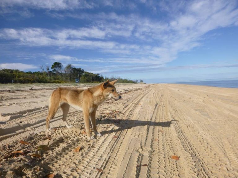 My Experience: A 3-Day Tour of Australia’s K’Gari Island