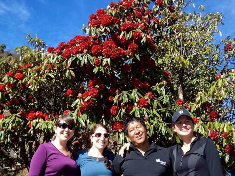 Rhododendron trees in bloom along the Annapurna Circuit trail.