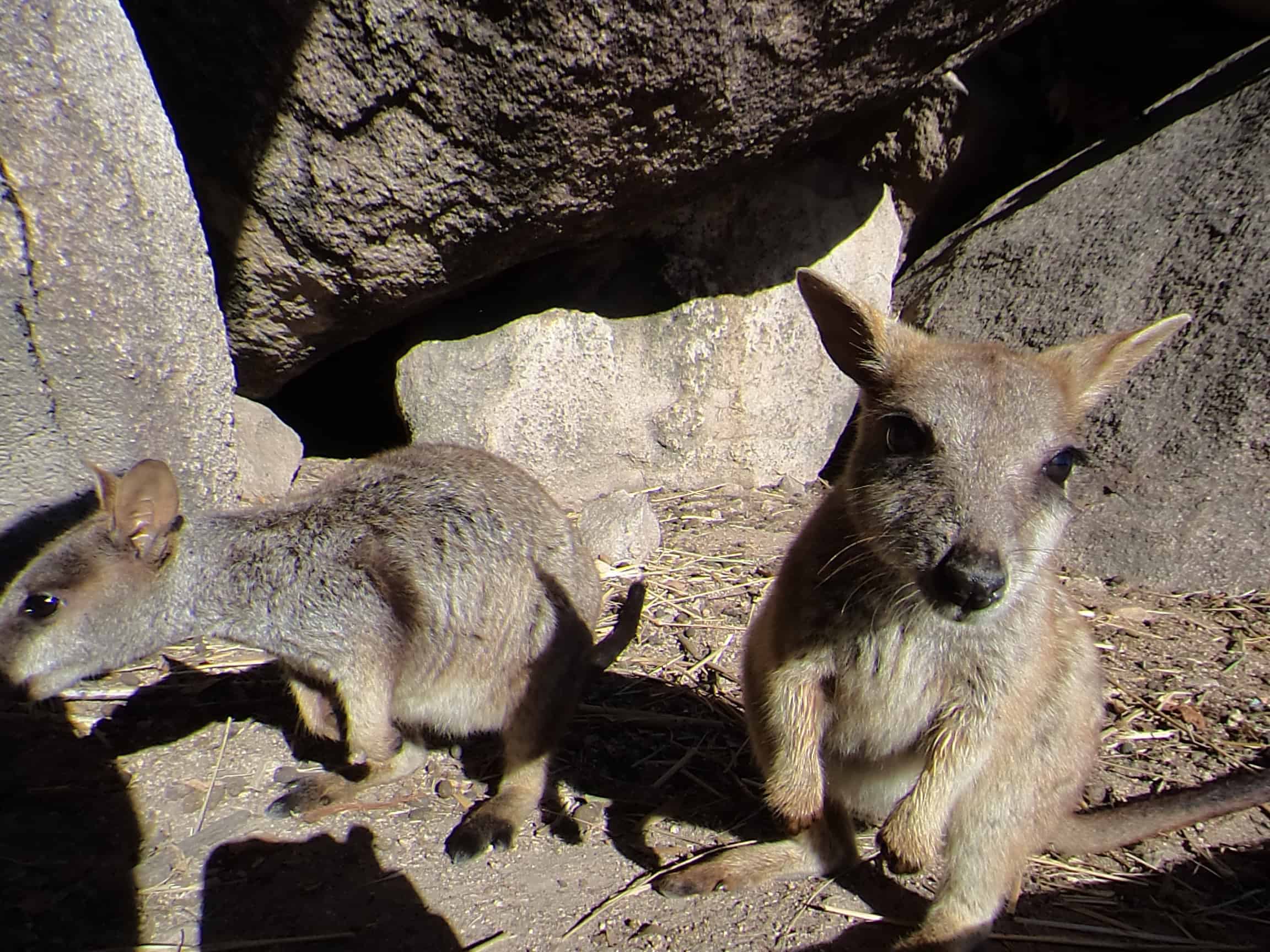 Rock wallabies wait to be fed at Geoffery Bay in Magnetic Island.