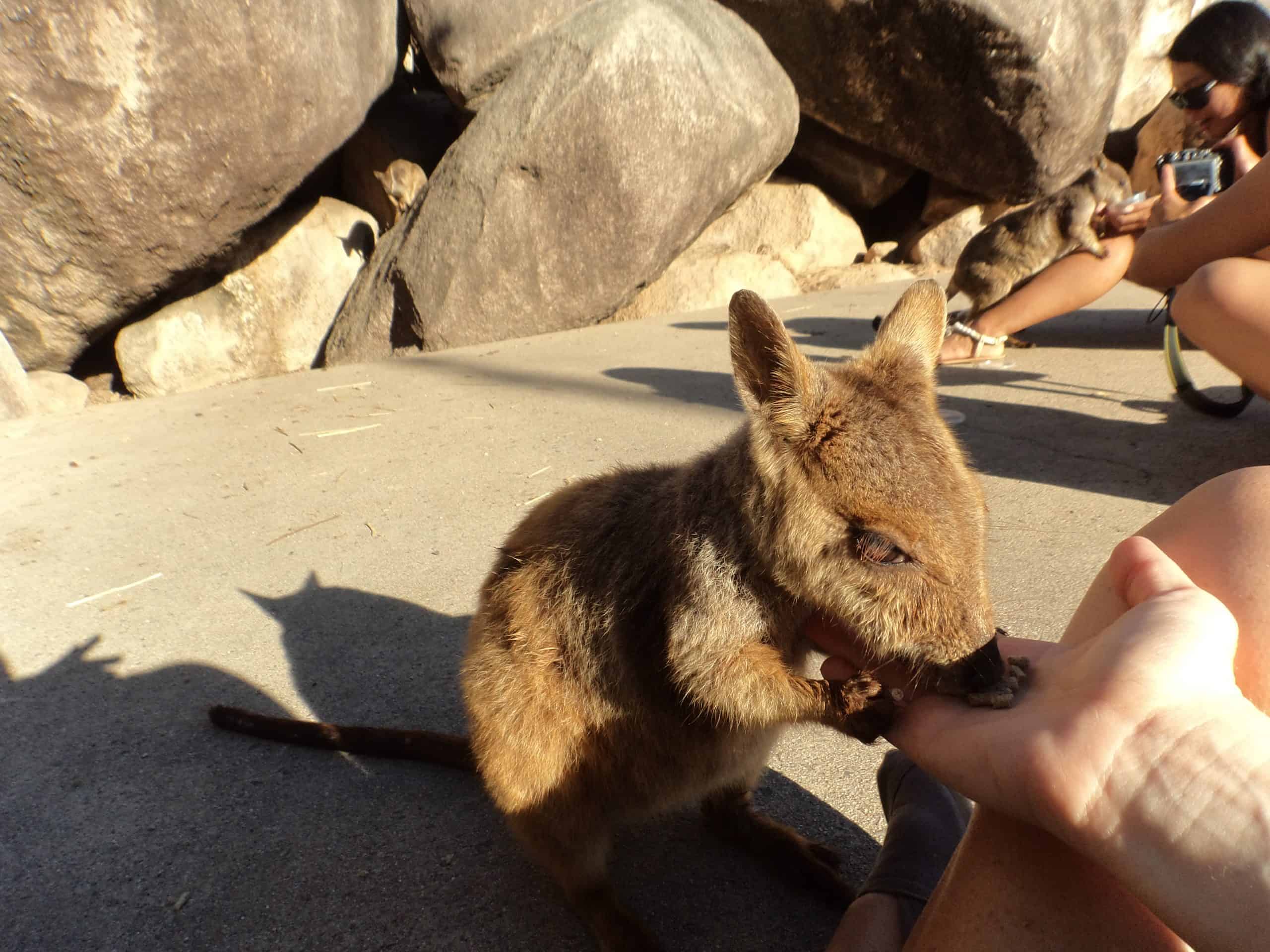 A rock wallaby eats from a visitor's hand at Geoffery Bay on Maggie Island.
