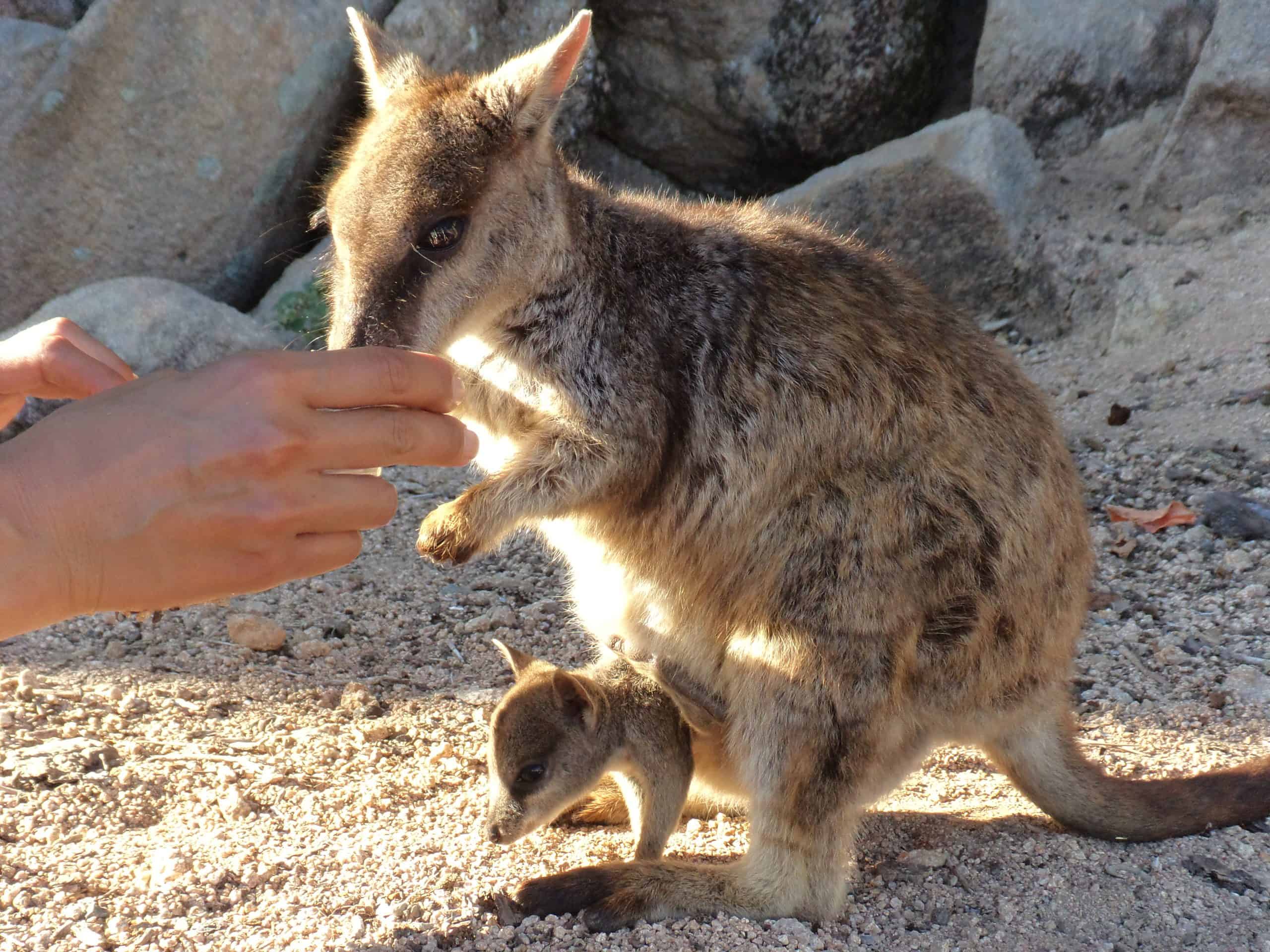 A momma rock wallaby with a baby in her pouch is fed by hand at Geoffery Bay on Maggie Island.
