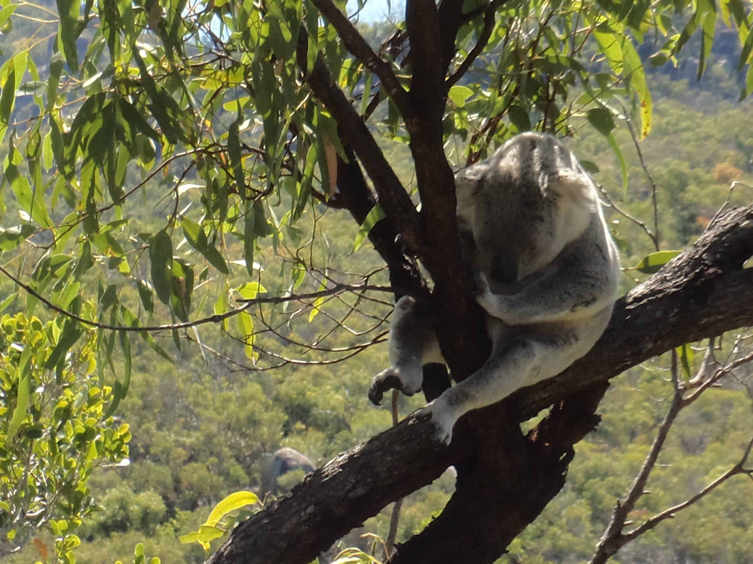 A koala snoozing in a tree on Magnetic Island in Australia.