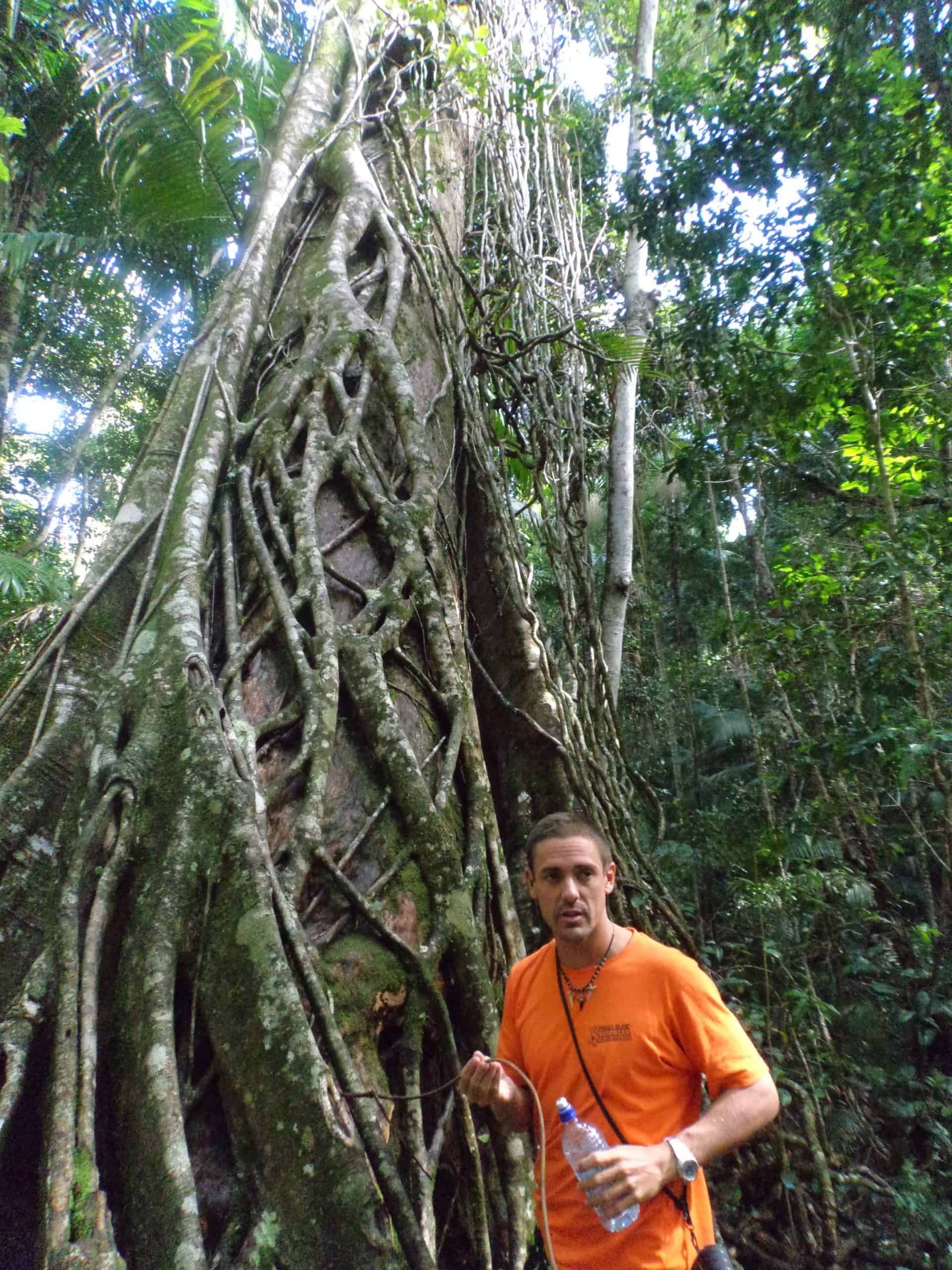 Dropbear Adventures guide shares information about K'gari island while standing in from of a tree in the rainforest.