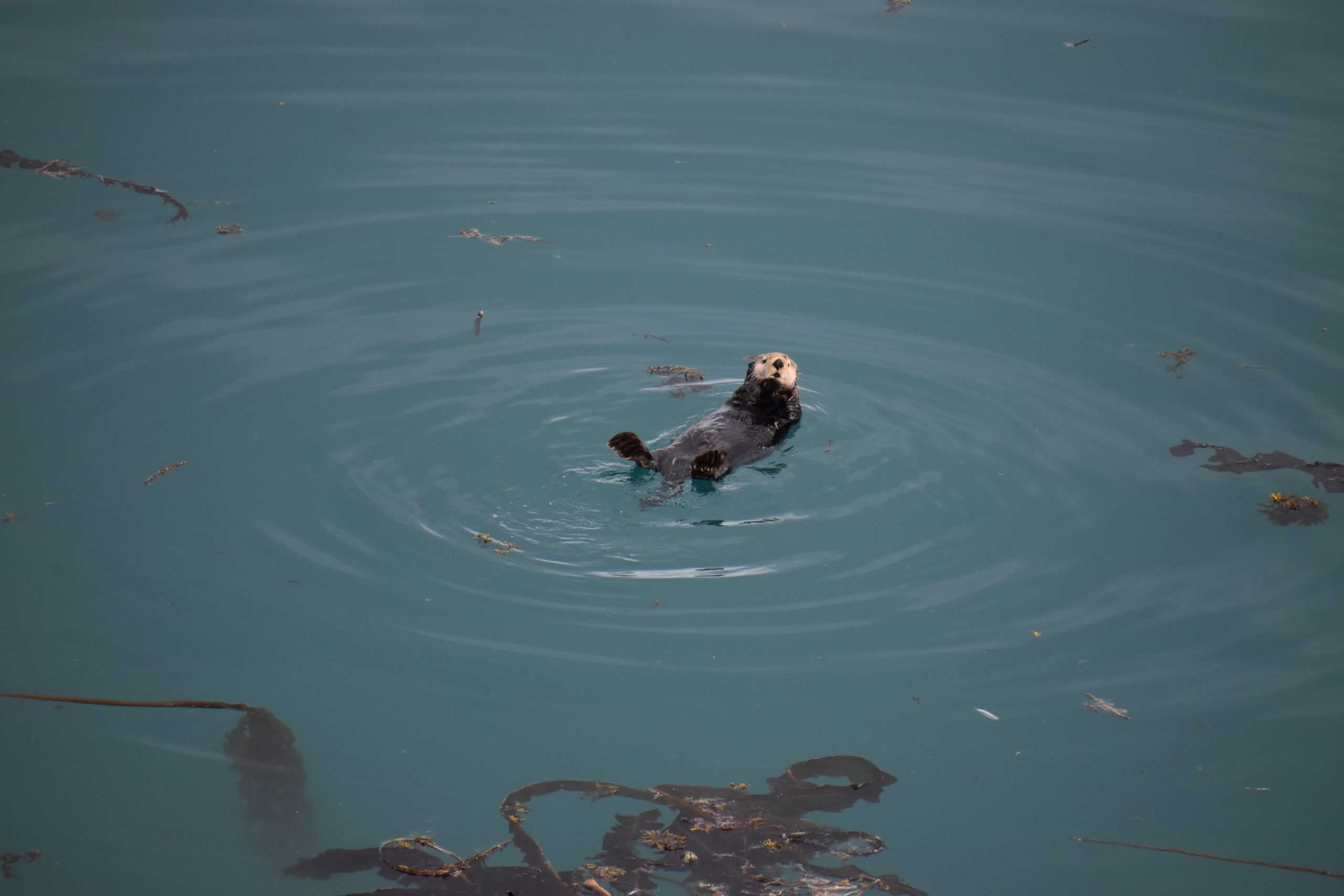 A sea otter floats on its back in the clear waters of Alaska.