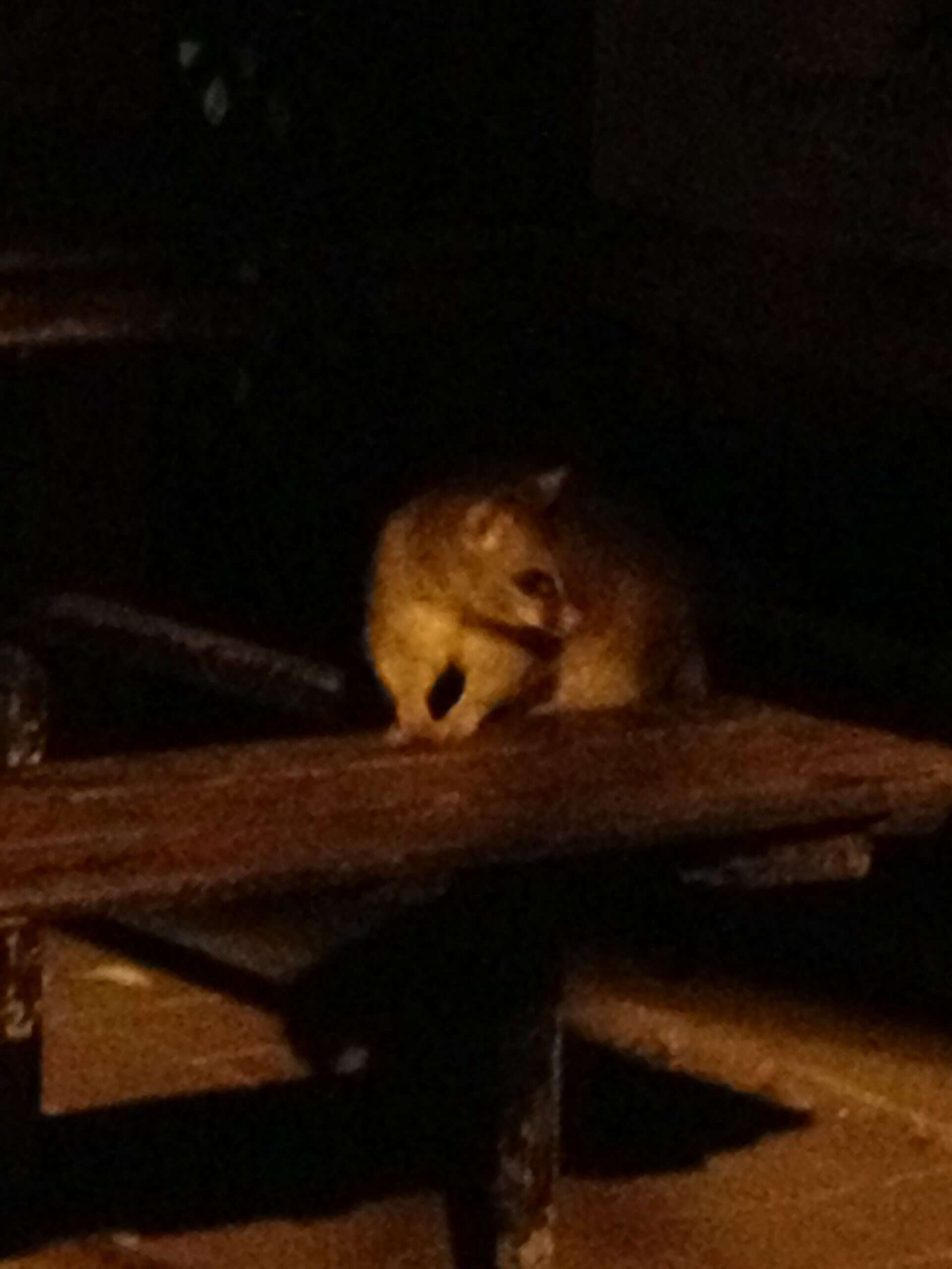 A fuzzy opossum visits campers in the night on Magnetic Island.