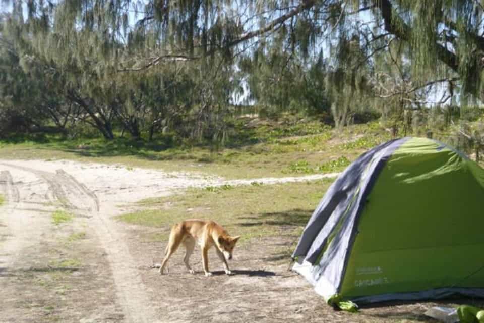 A curious dingo explores nearby camper's tent on K'gari island.
