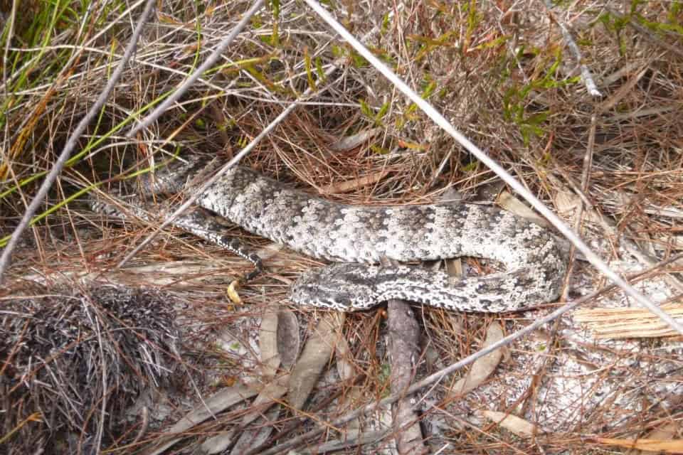 A death adder snake seen while on tour on K'gari island.