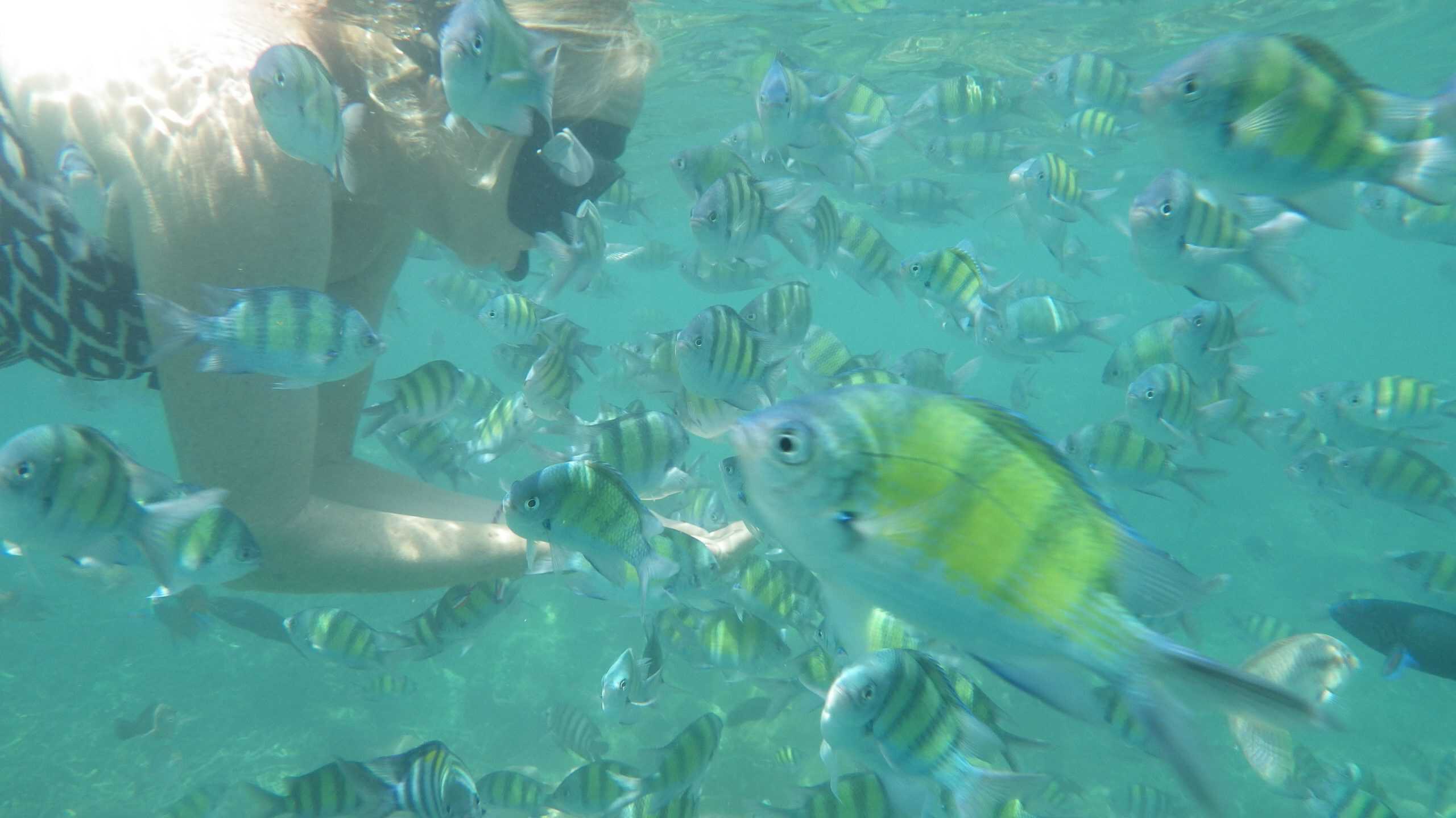 A snorkeler responsibly swims with fish in Thailand.