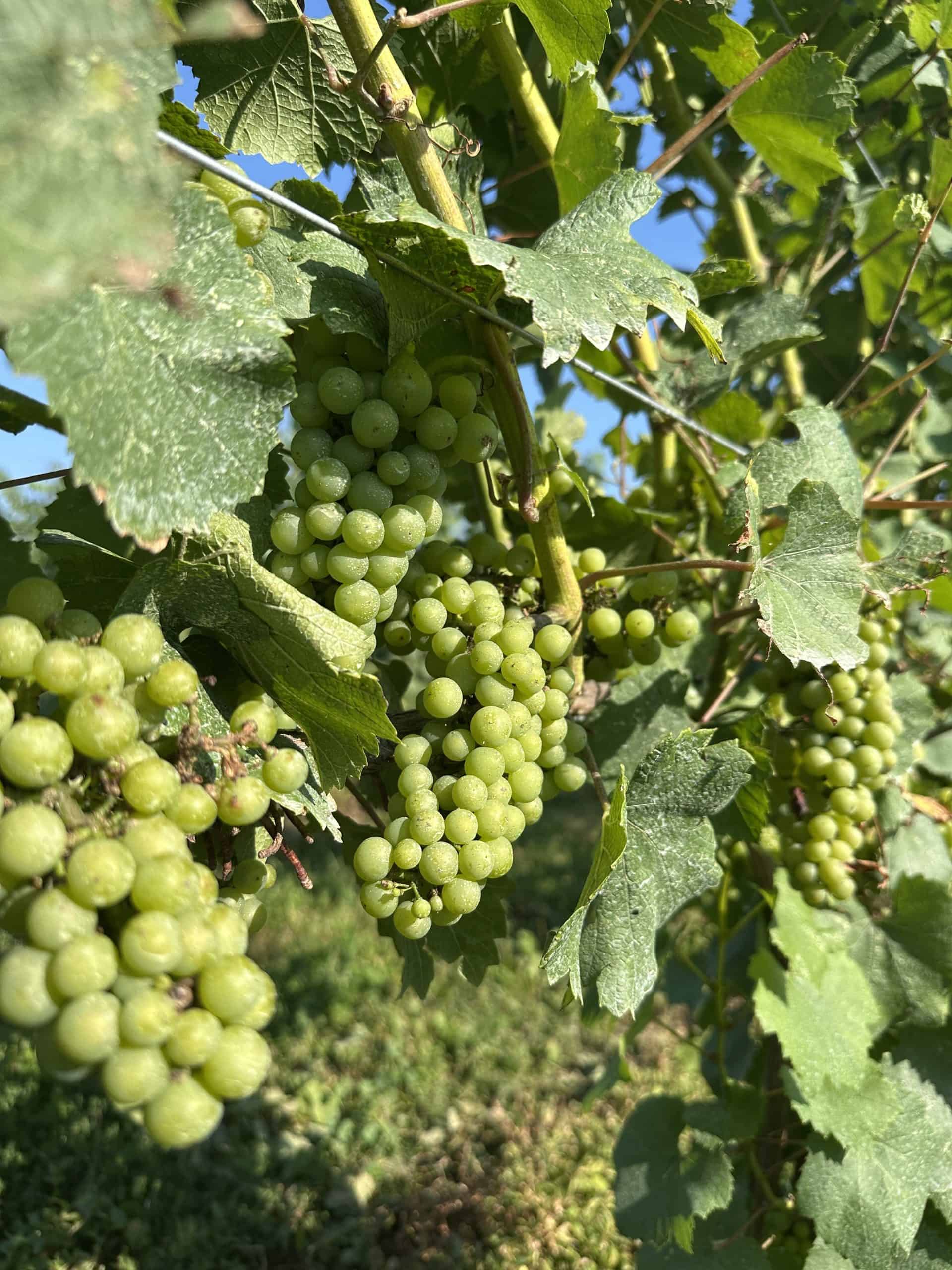 Green grape vines at the Millbrook Winery in New York.