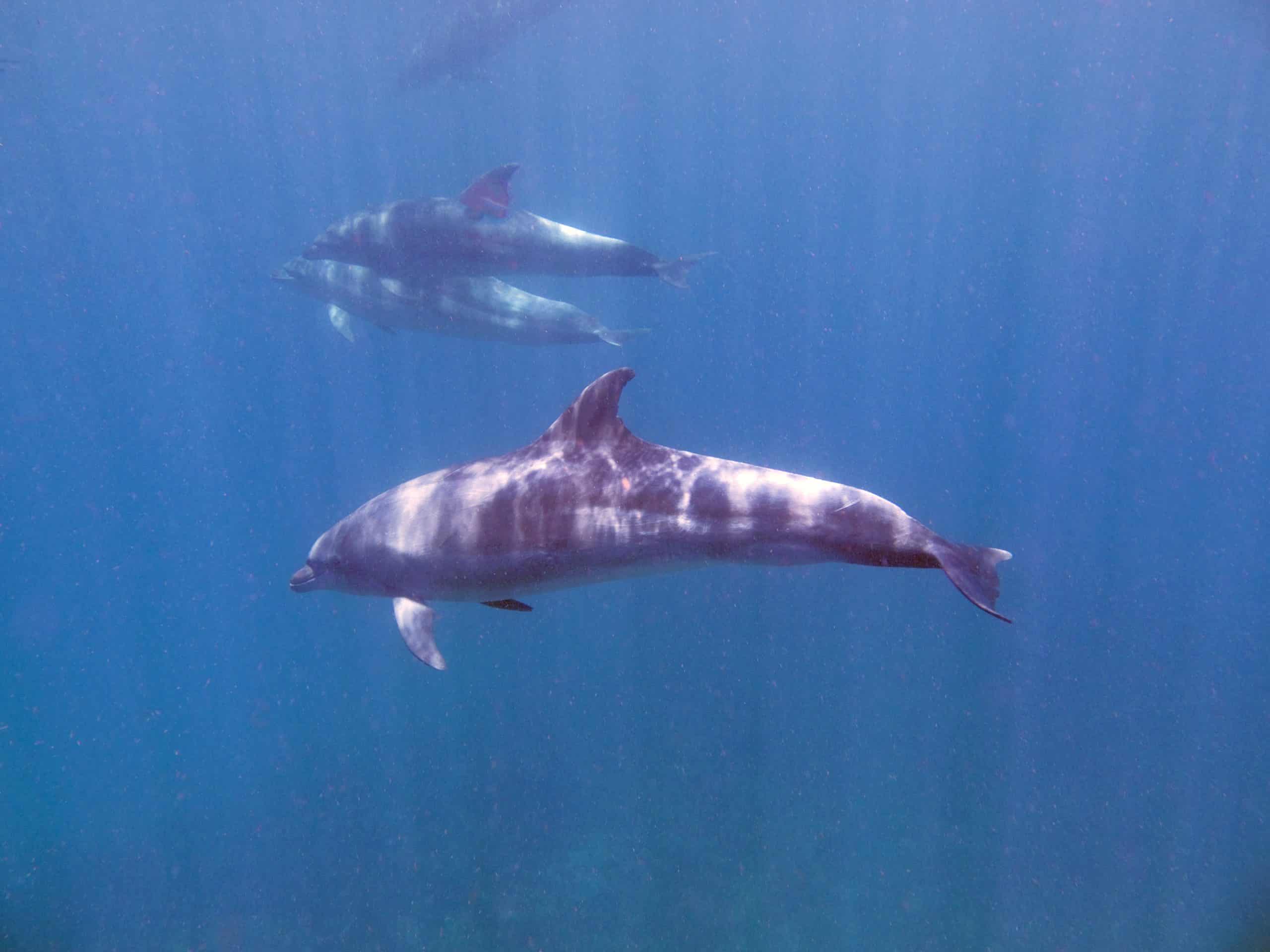 Dolphins in open ocean spotted from a diving liveaboard.