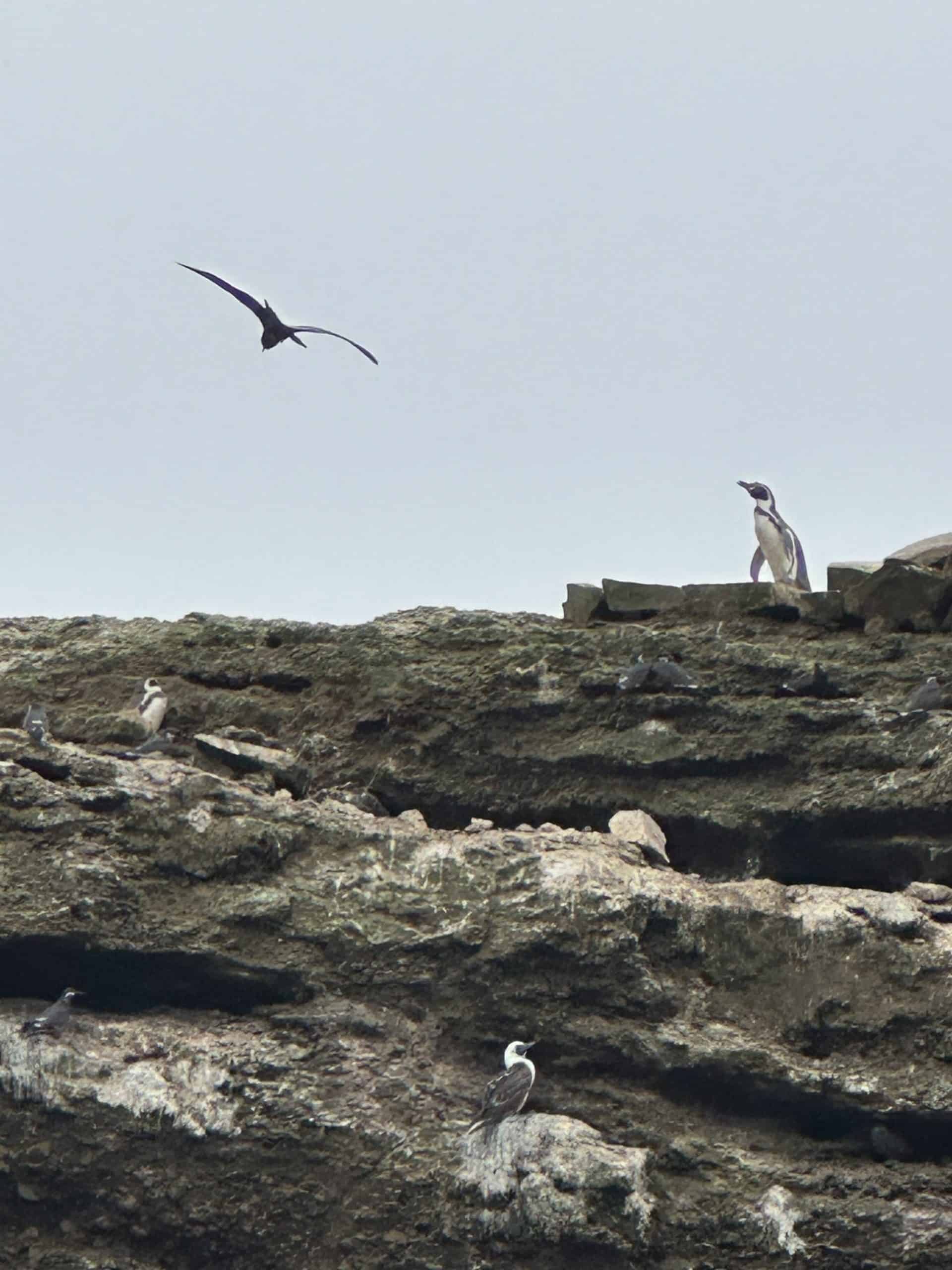 Humbolt penguin spotted on the Paracas boat tour in Peru.