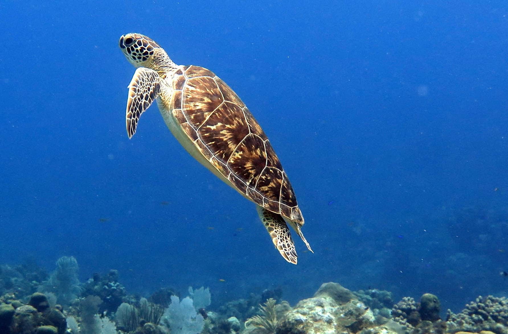 A sea turtle swims mid-water off the coast of the Seychelles.