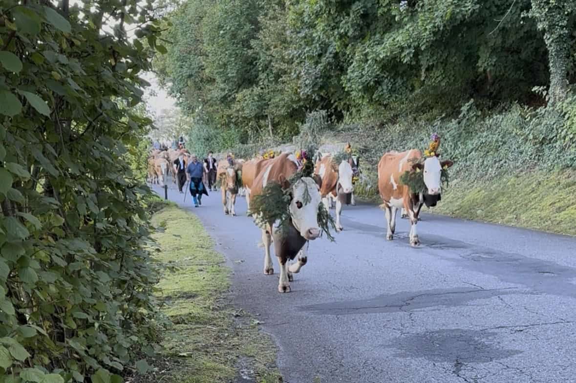Cows adorned with bells and garlands are herded from their summer grazing grounds in the highlands during the Almabtrieb festival in Füssen, Germany.