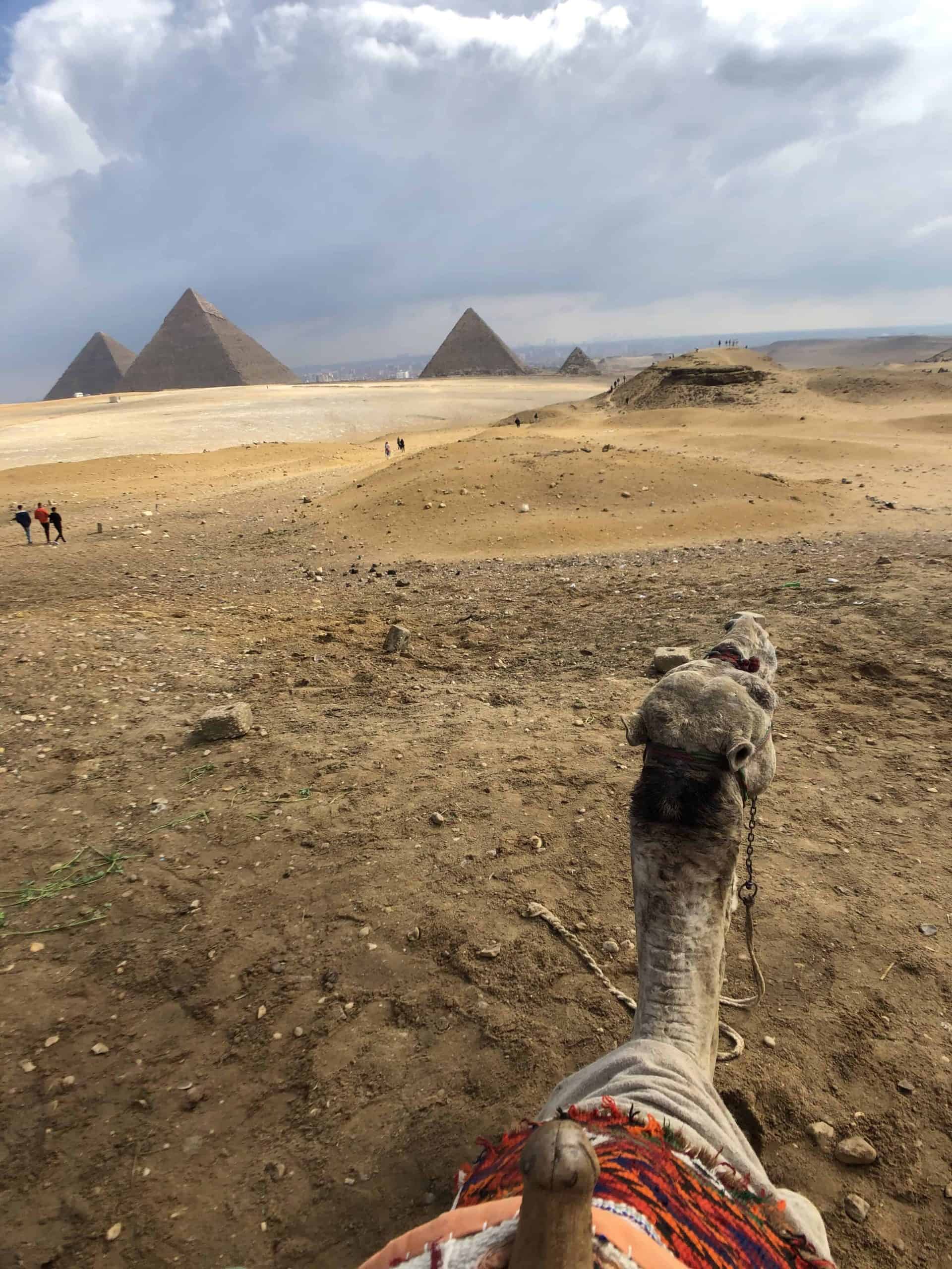 Camel sits in the desert overlooking the Great Pyramids of Giza in Cairo, Egypt.