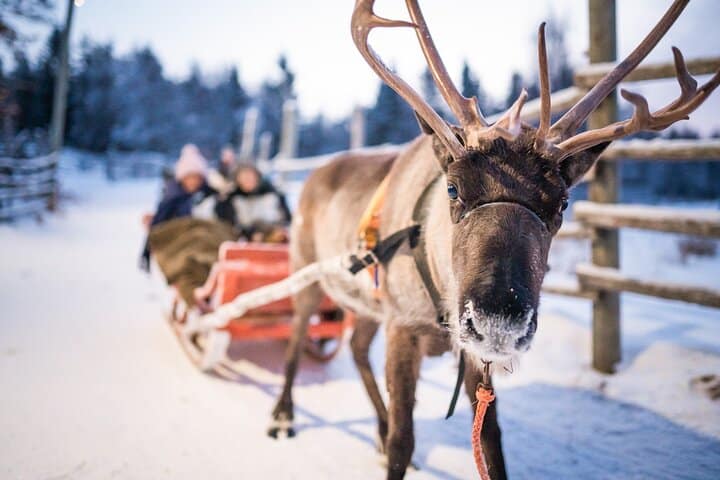 Two people on a sled being pulled by a reindeer.
