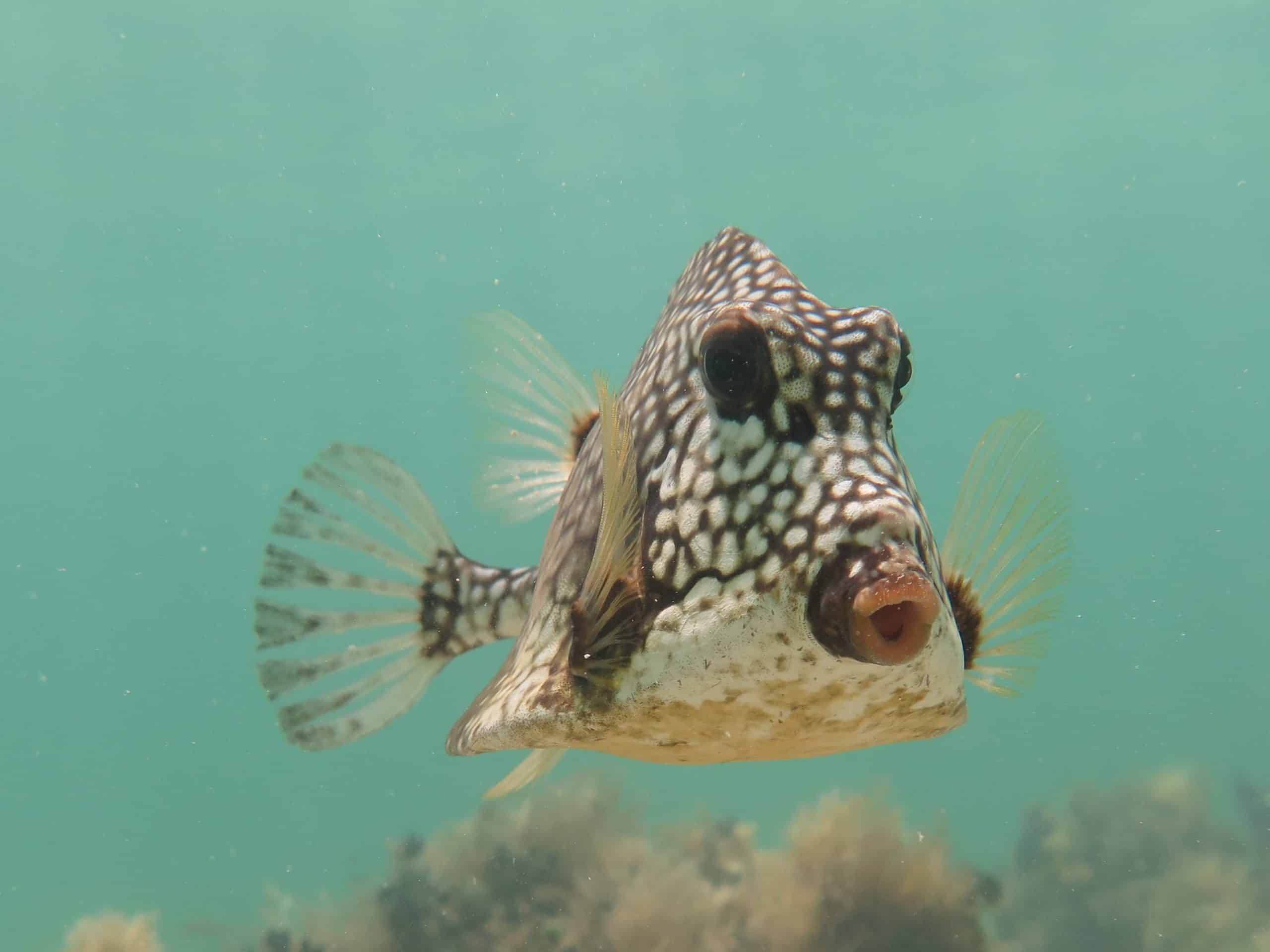 A trunk fish swims close to the camera.