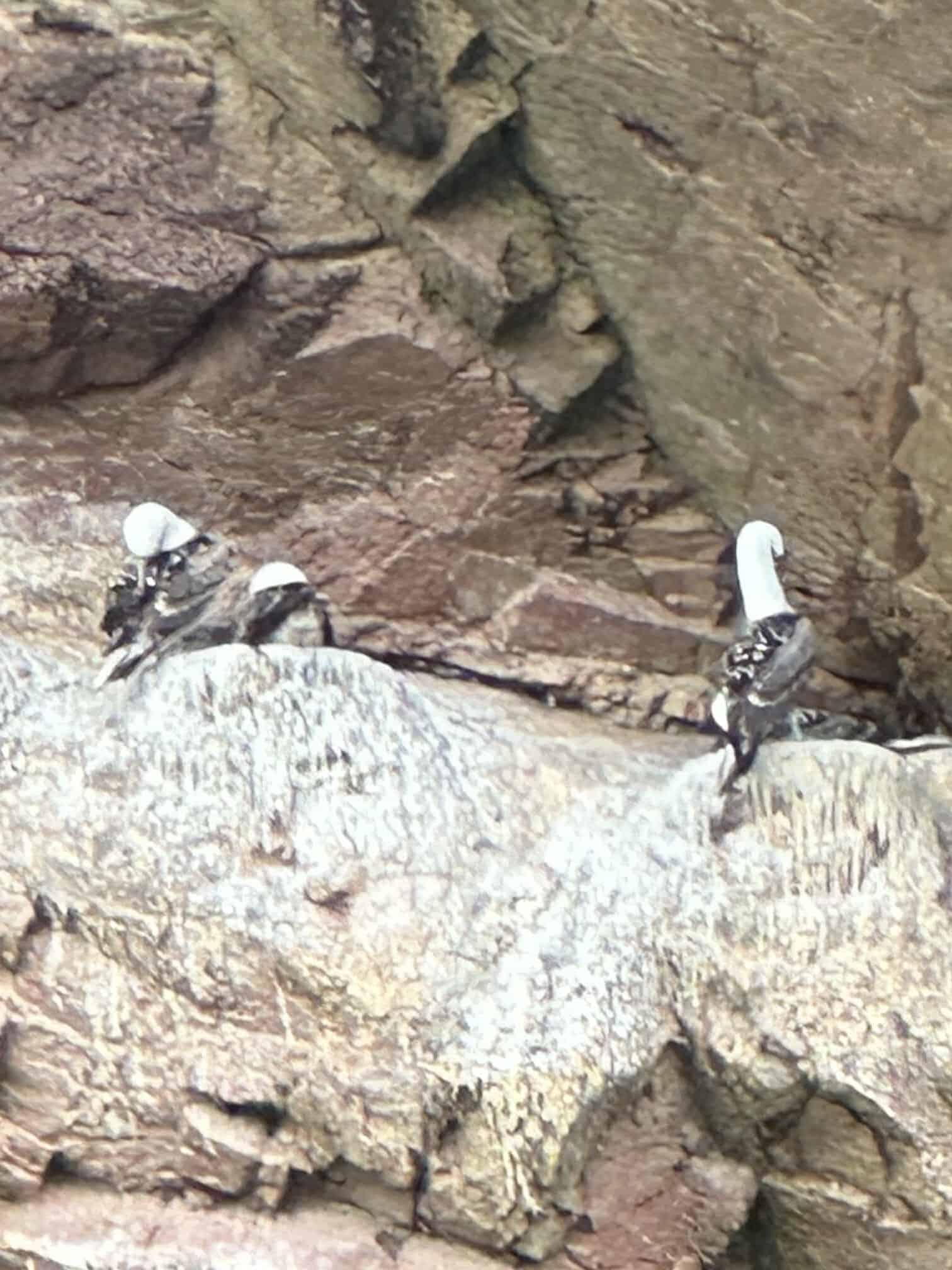 Blue-footed boobies sitting on a rock on the Paracas boat tour in Peru.