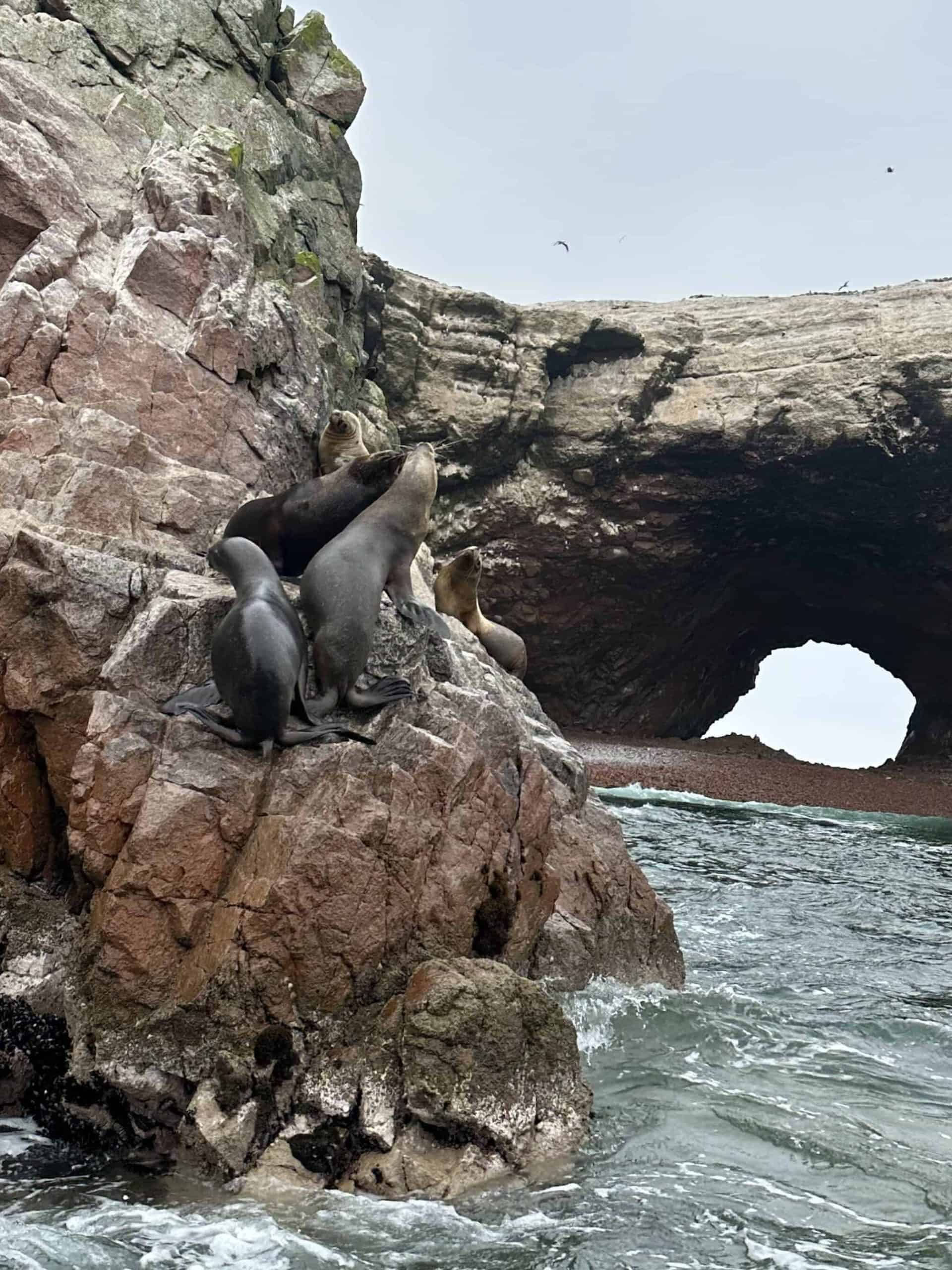 Sea lions sunning themselves on a rock in the Ballestas Islands off the coast of Peru.