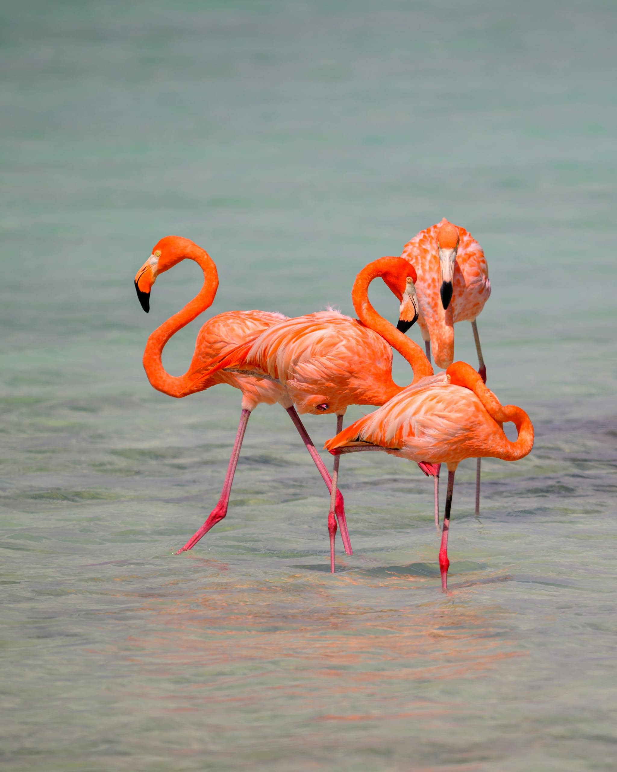 Beautiful group of pink flamingos standing in the clear waters of the Caribbean on Bonaire island.