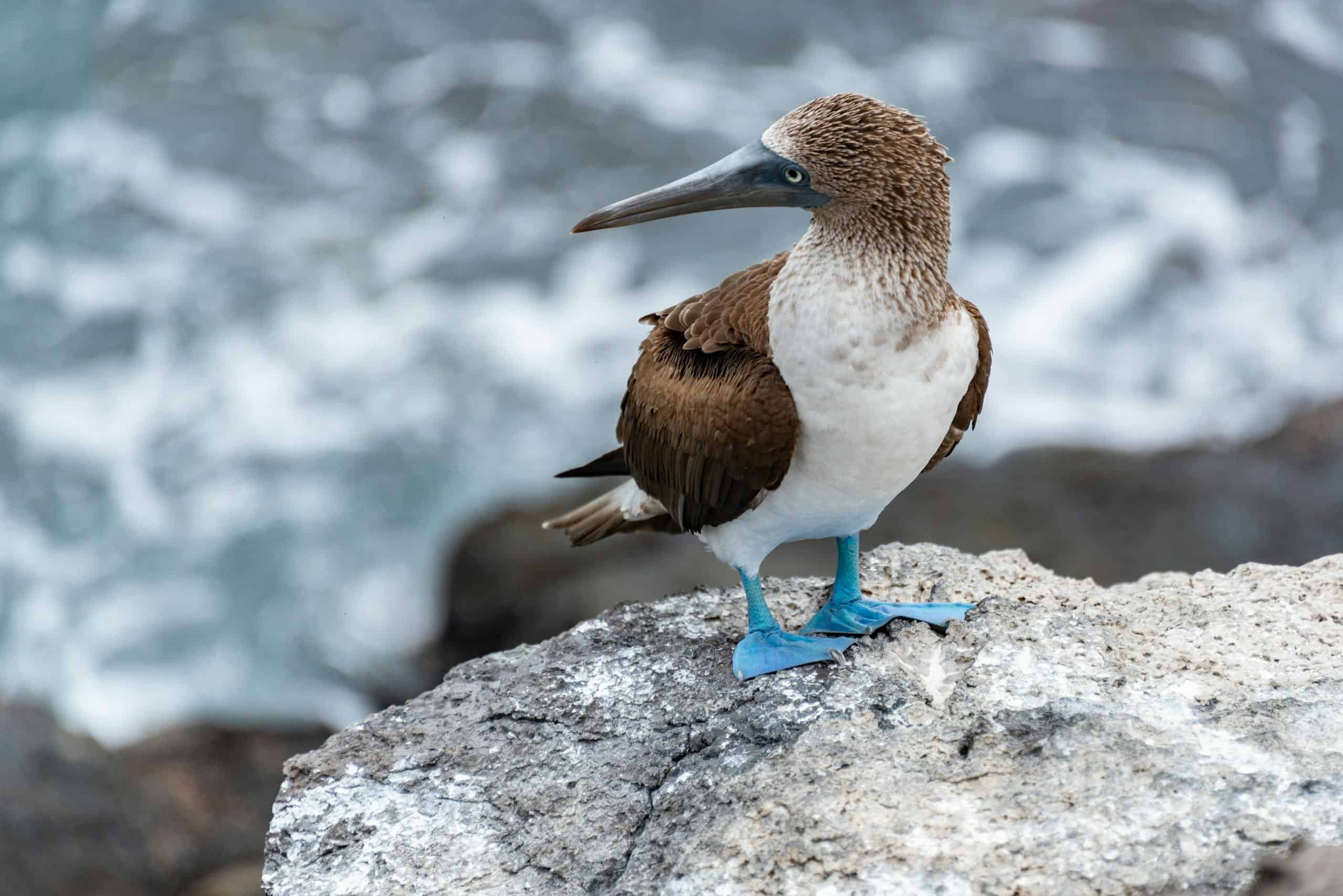 Close-up of a blue-footed booby standing on rocks by the sea in the Galapagos