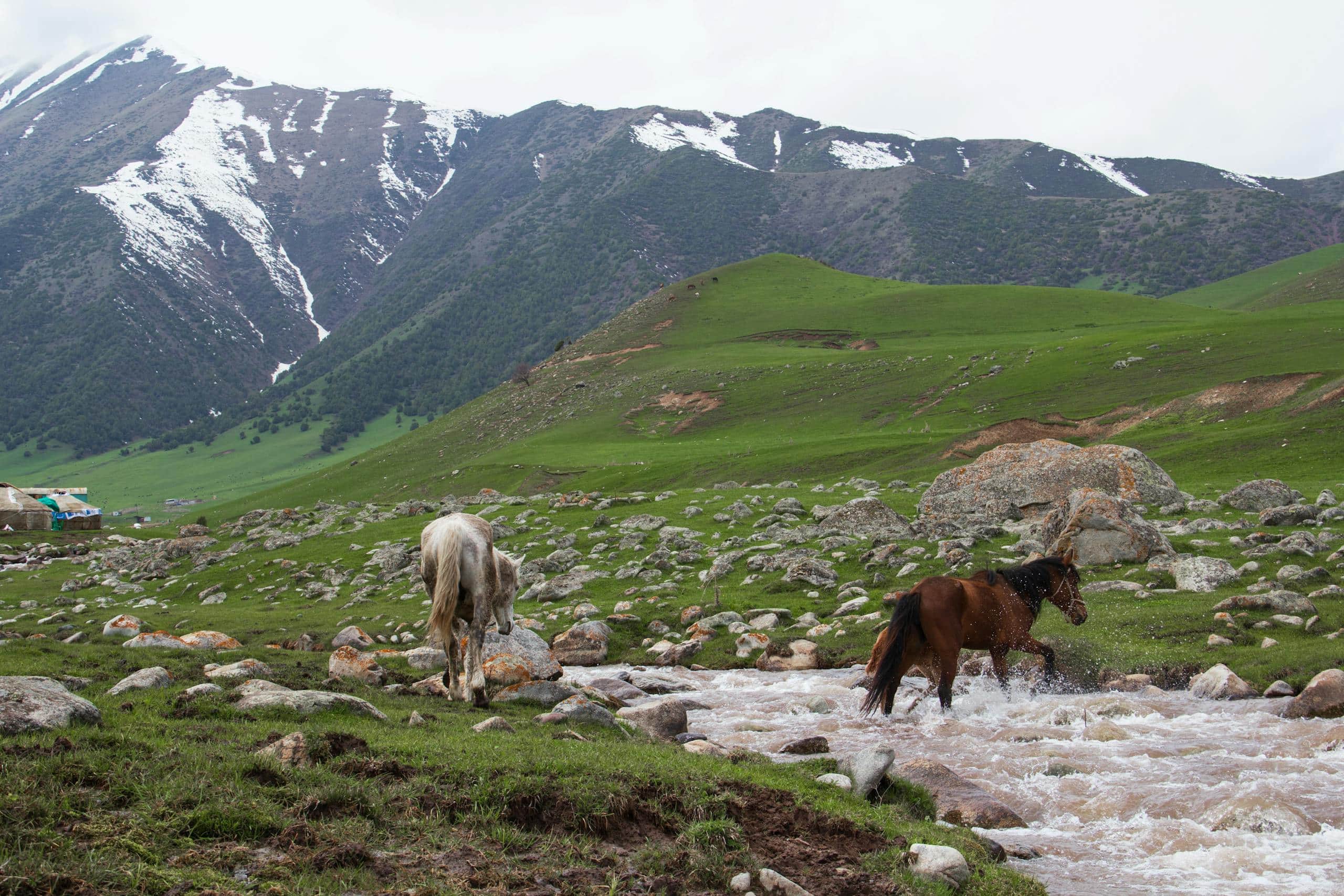 Majestic horses crossing a stream in the lush green valleys near Bishkek, Kyrgyzstan.