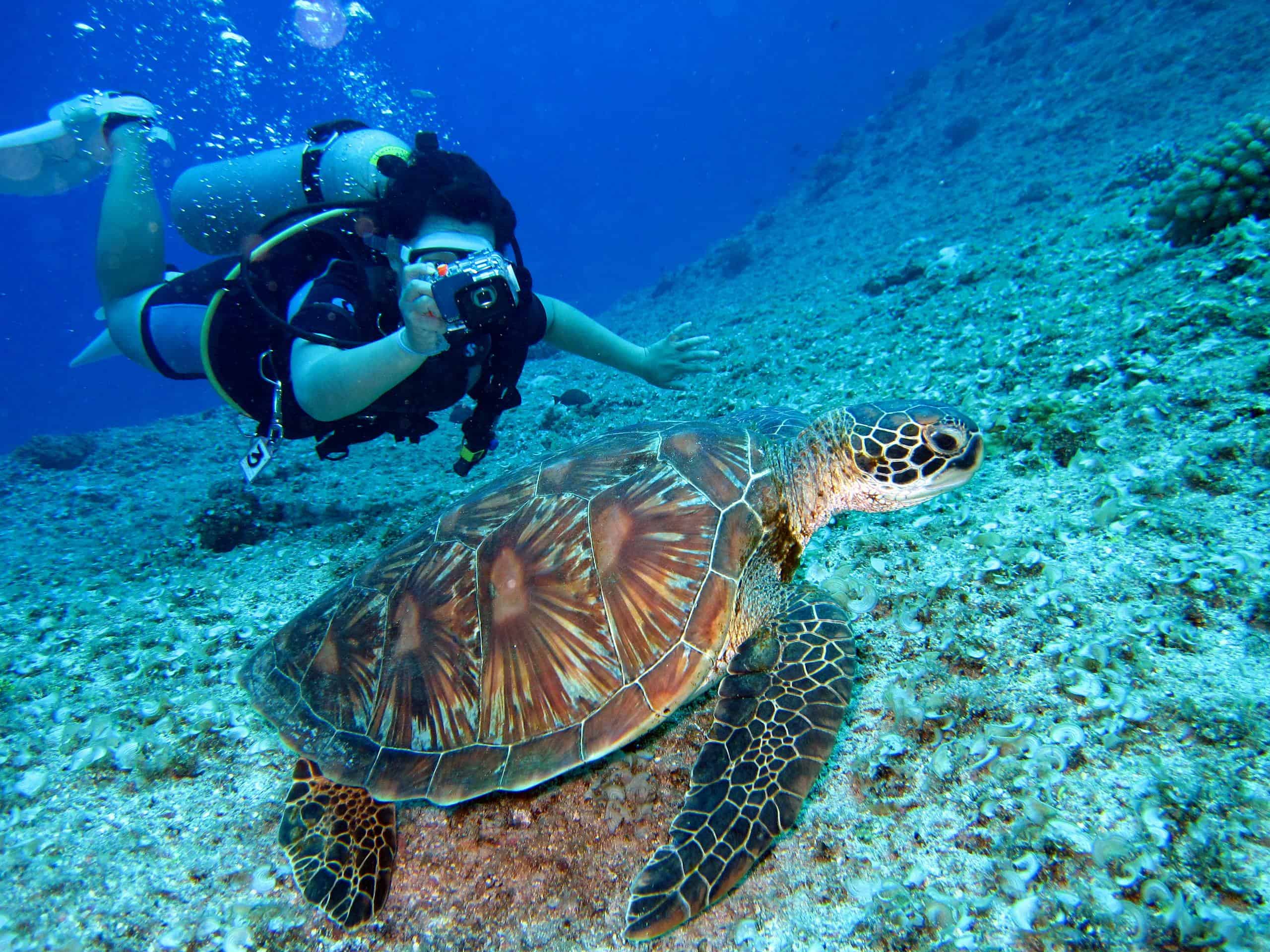 Scuba diver in Bonaire captures a close-up shot of a sea turtle in its natural habitat.