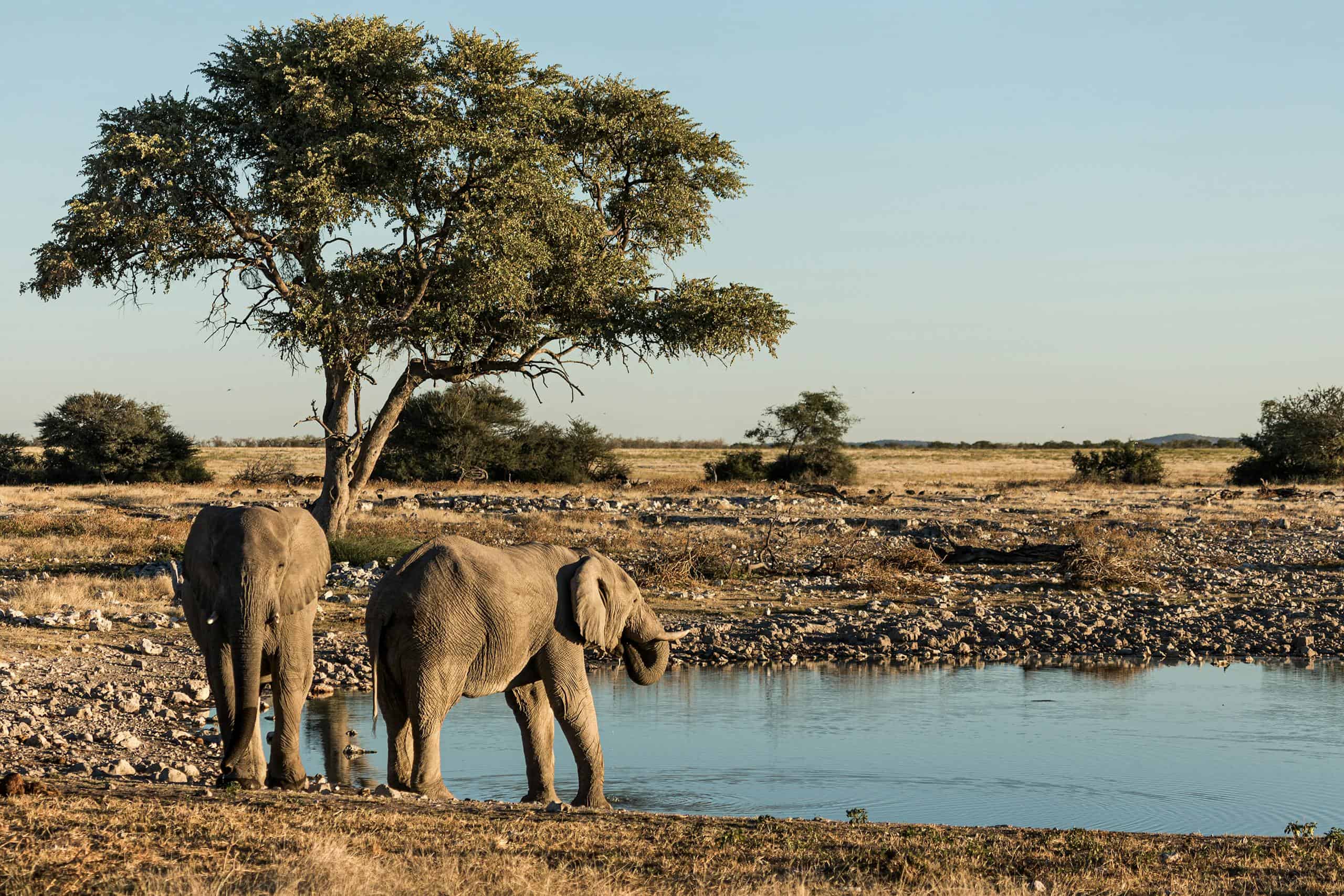 Two African elephants drink at a waterhole, showcasing Namibian wildlife.