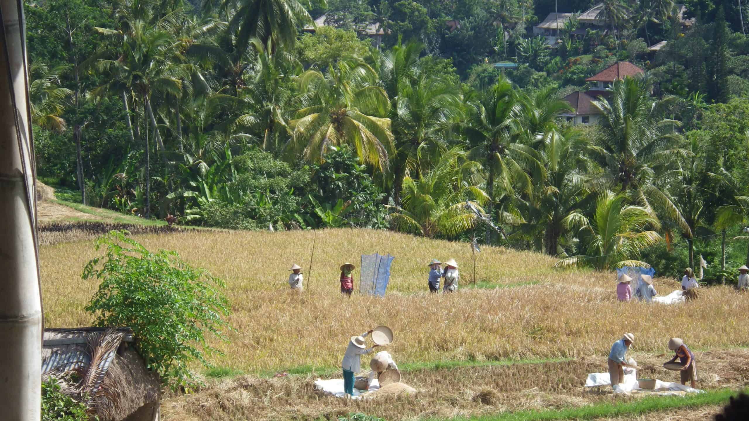 Rice harvest in Bali.