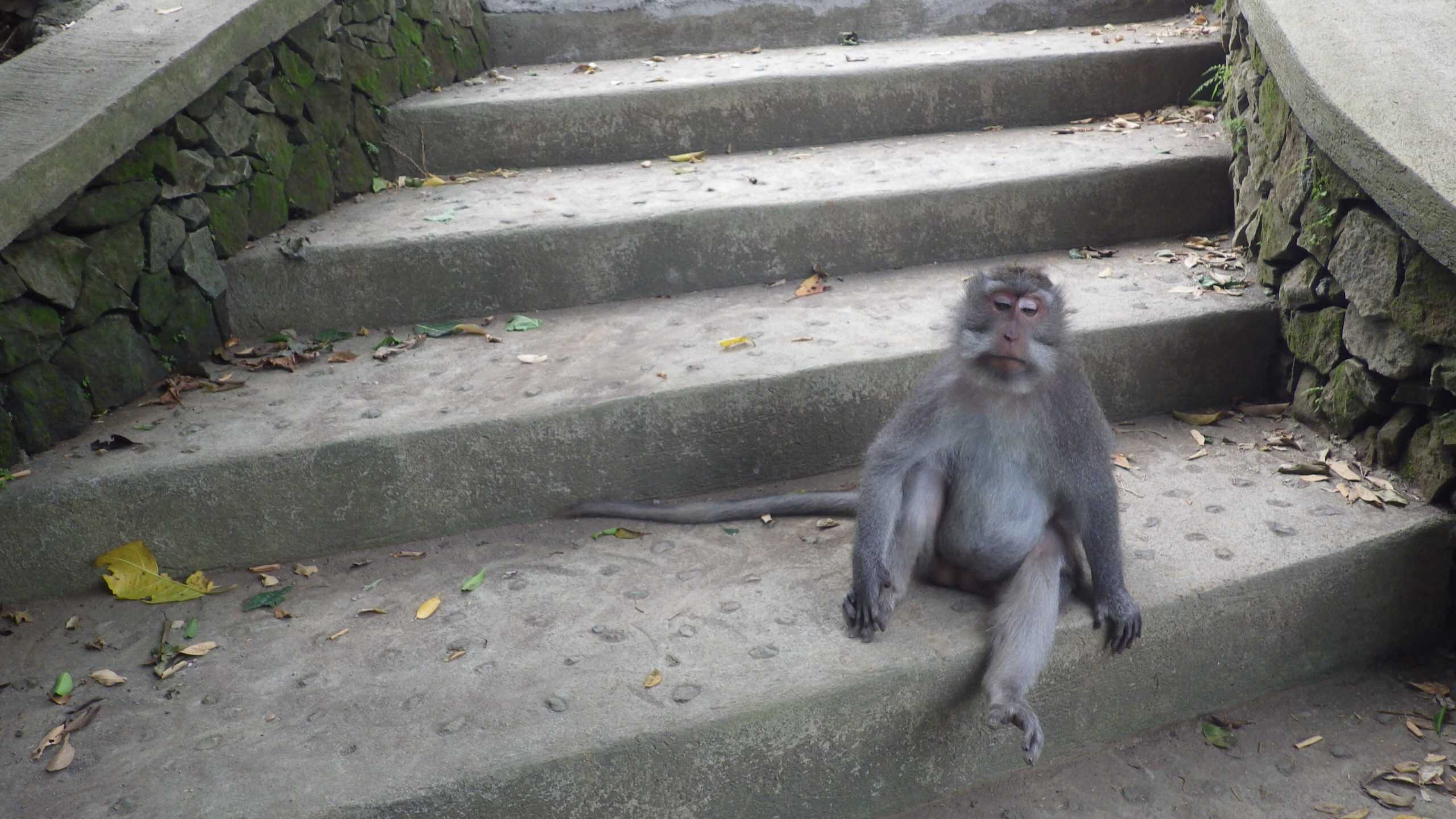 Troubled monkey sitting on steps inside of the Sacred Monkey Forest in Ubud, Bali.