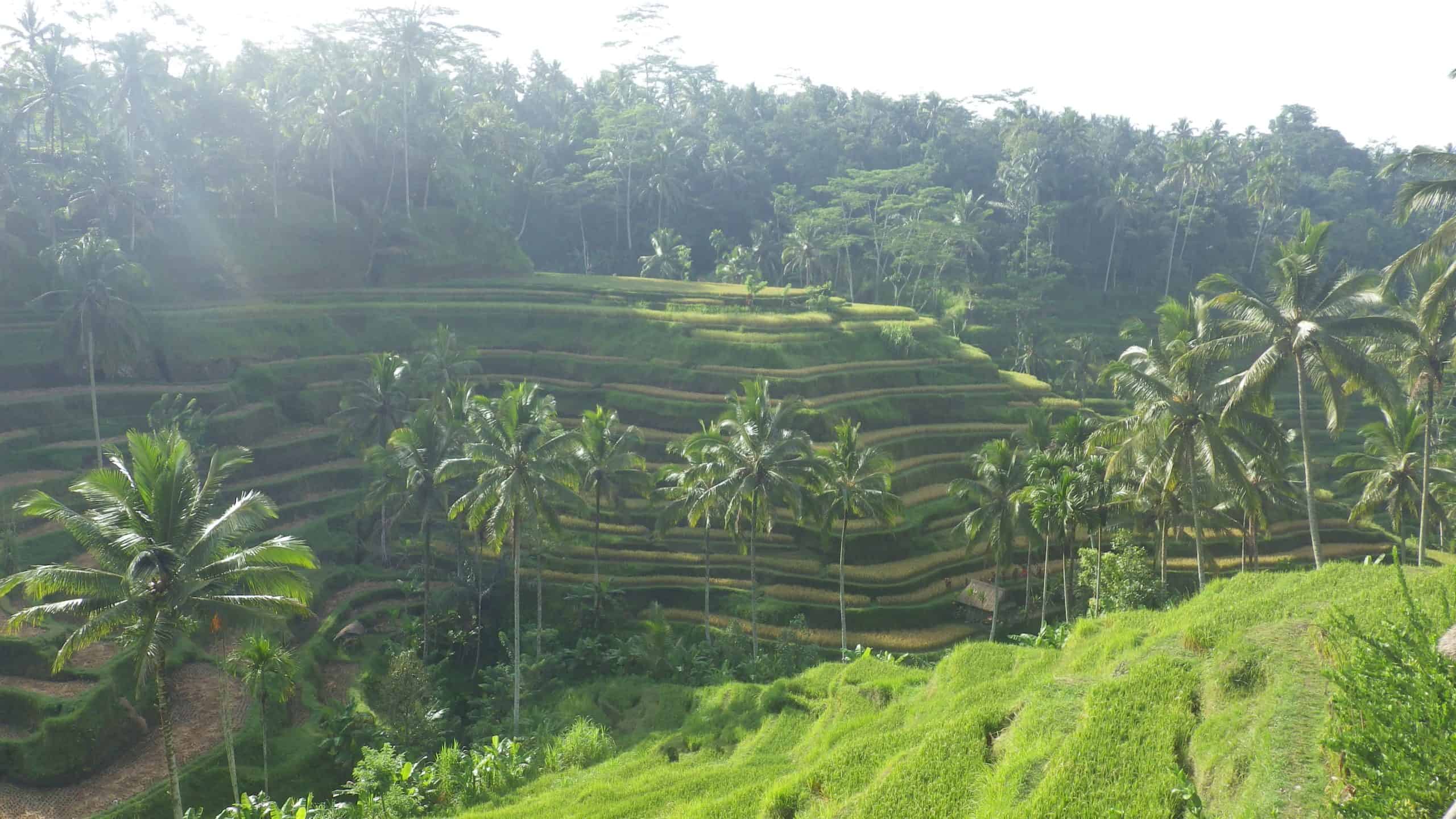 Rice terraces hike in Bali.