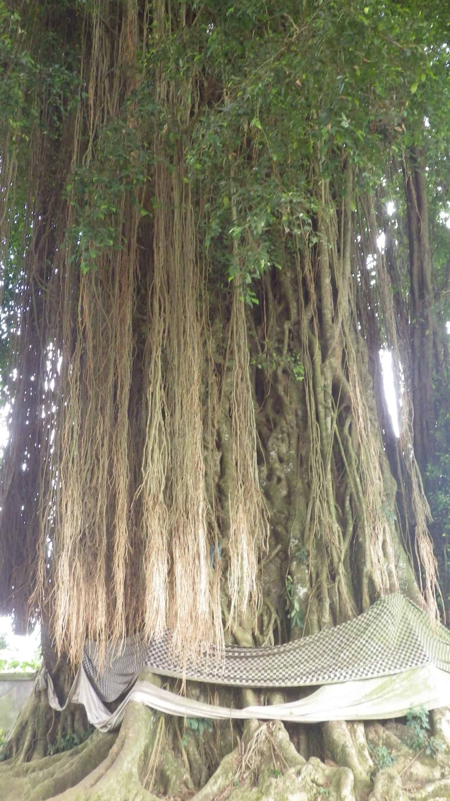An ancient tree wrapped in cloth signifying cultural importance in Bali.