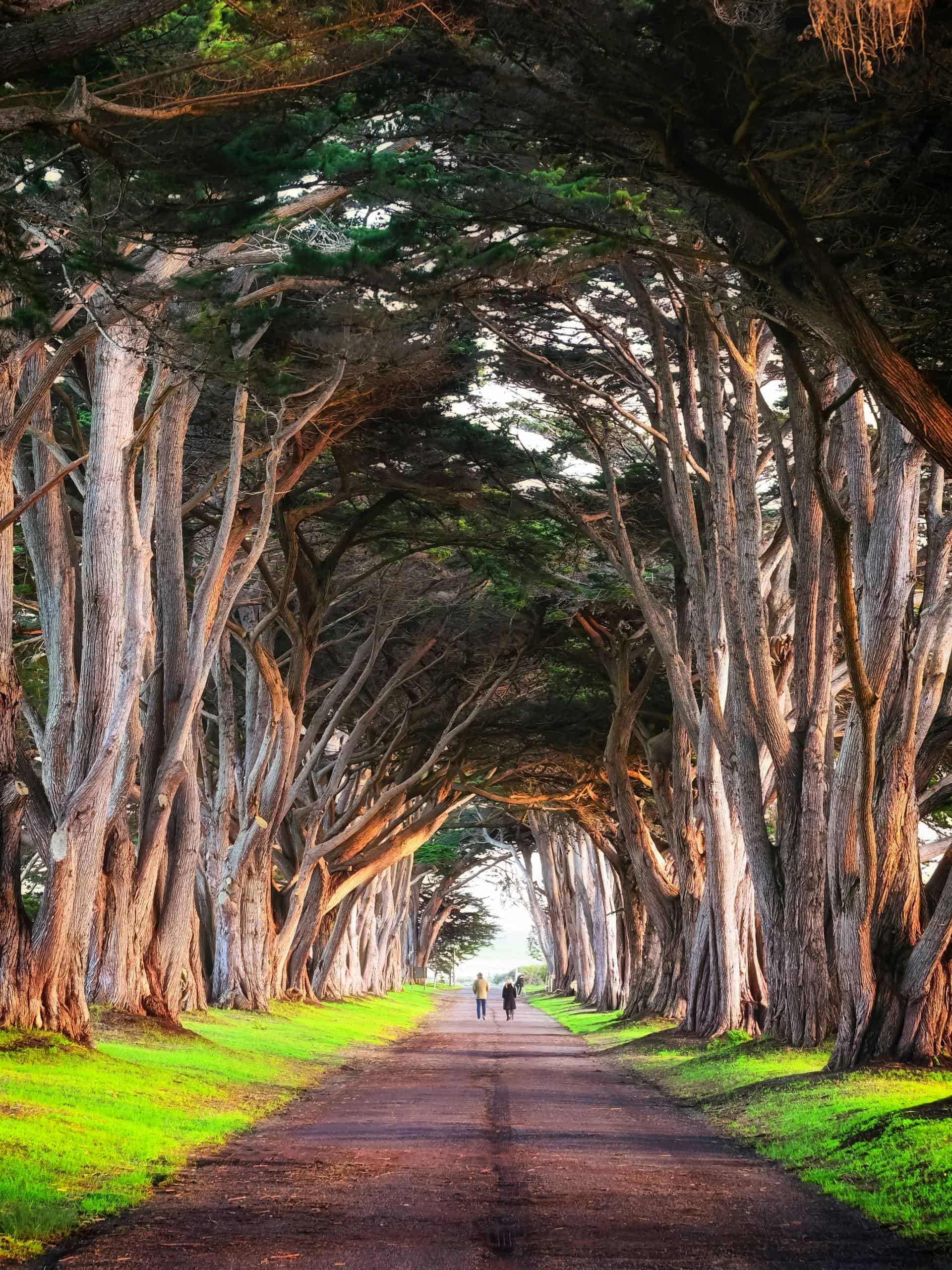 Beautiful cypress tree tunnel creating a scenic pathway in Point Reyes National Park.