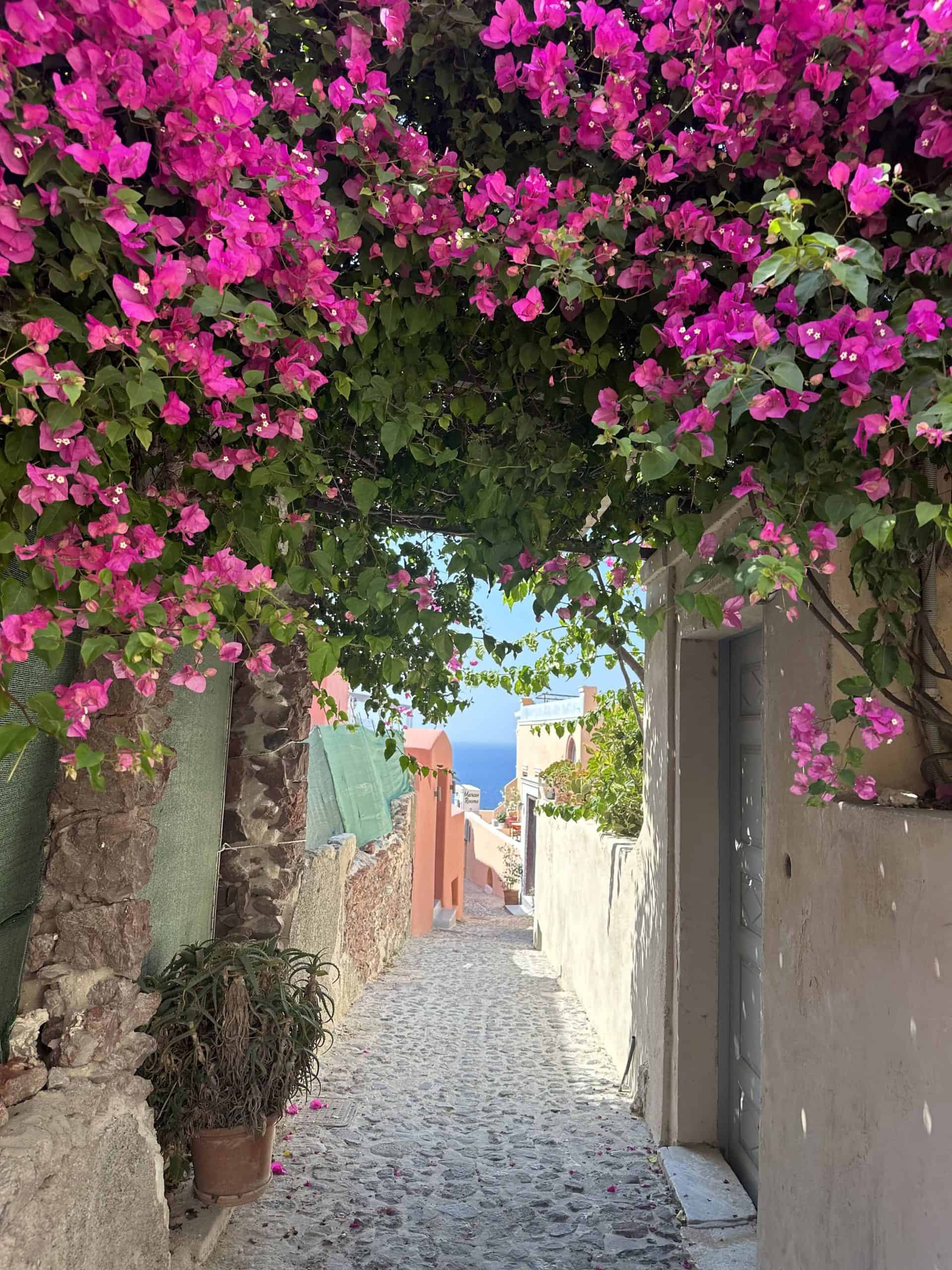 An arch with beautiful pink flowers in Oia, Santorini, Greece.