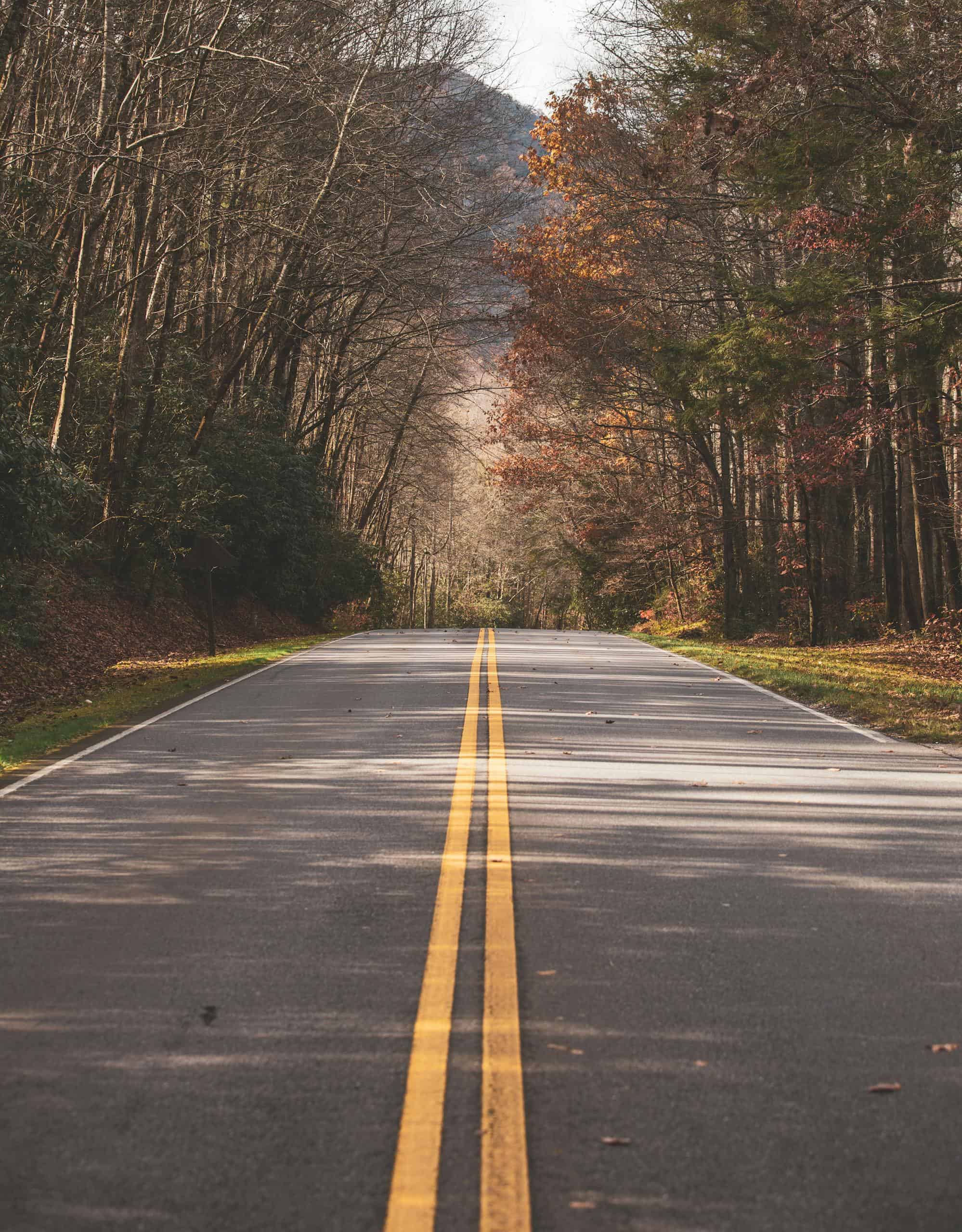 A peaceful asphalt road lined with autumn trees in Blue Ridge, GA, offering a serene travel experience.