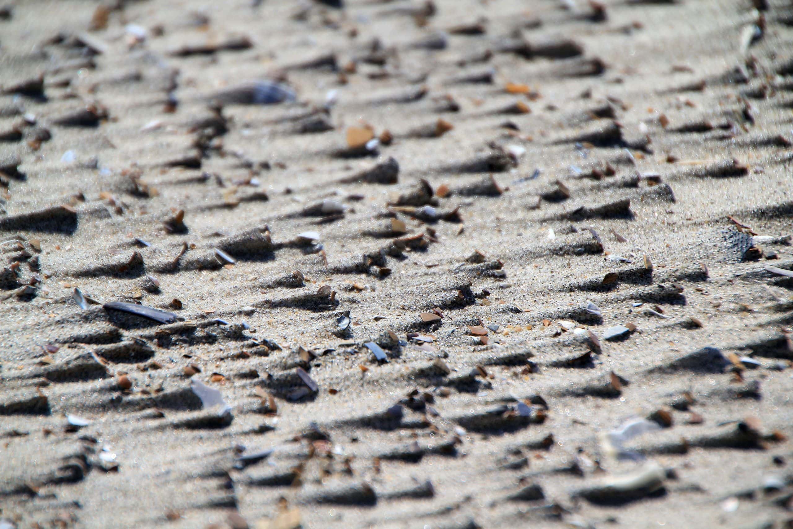 Detailed view of beach sand featuring small shells and fragments, creating a natural texture.