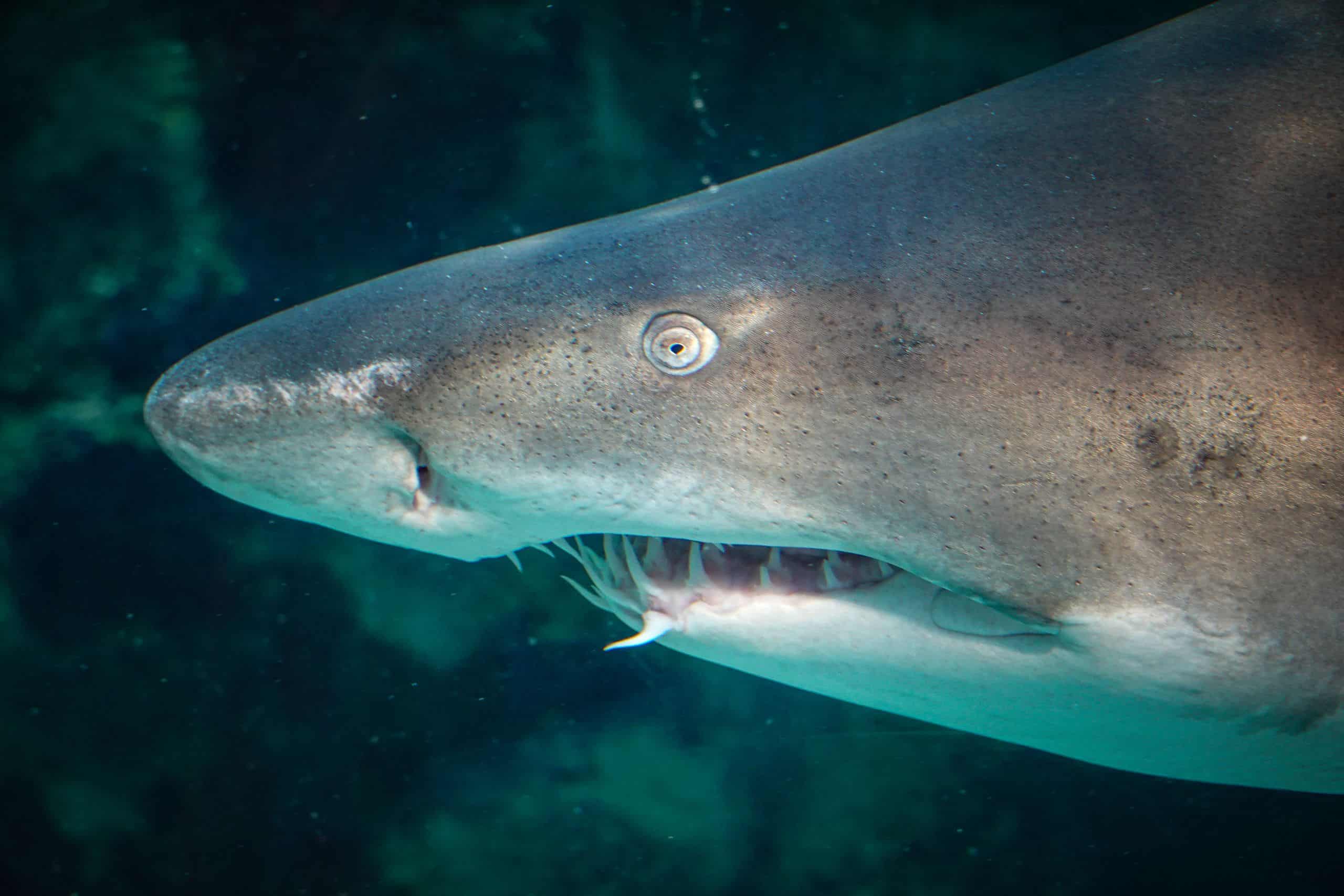 Dramatic close-up of a shark swimming in the ocean, showcasing its sharp teeth.